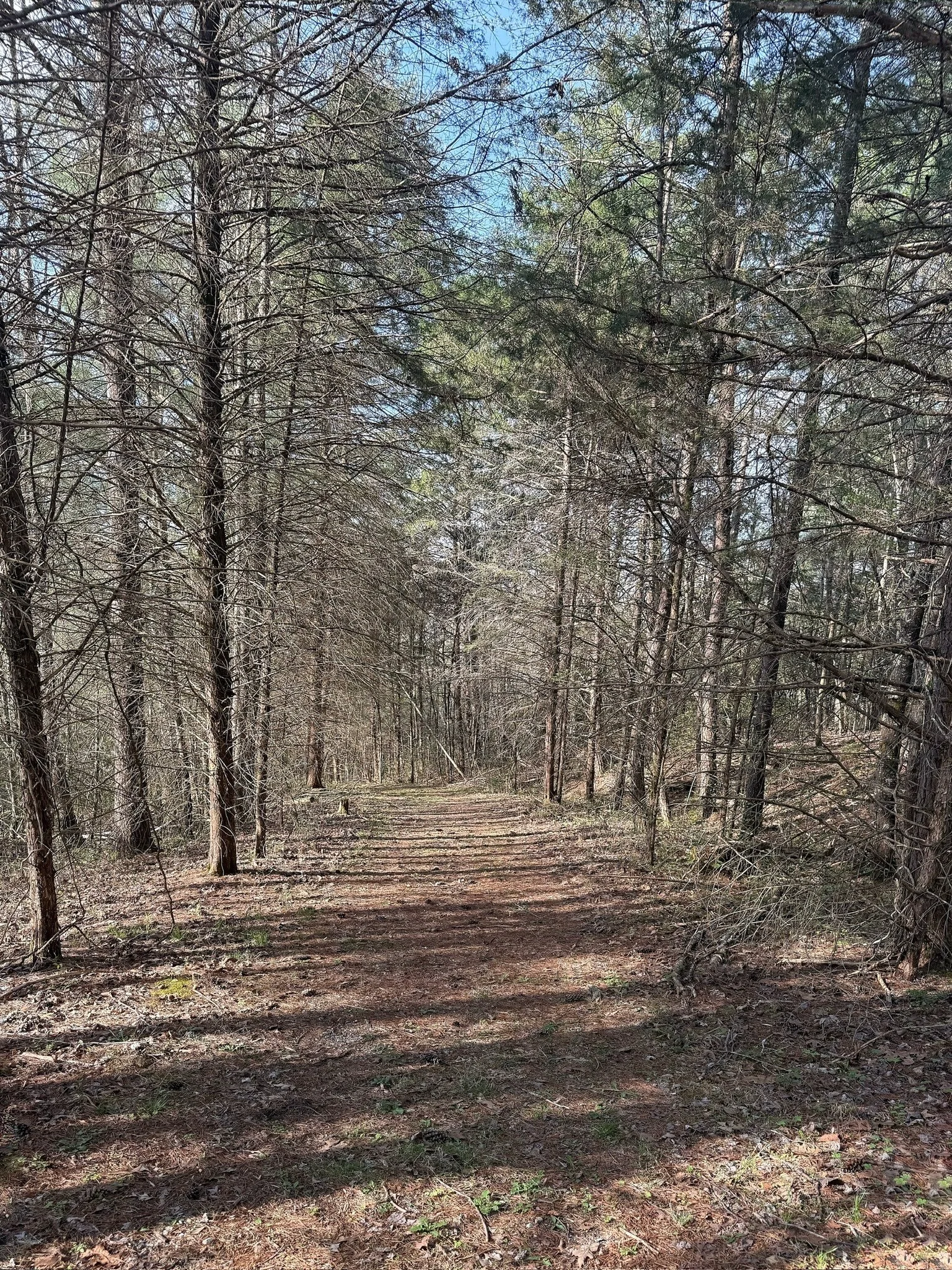 Hiking trail through the forest near Rugby, TN