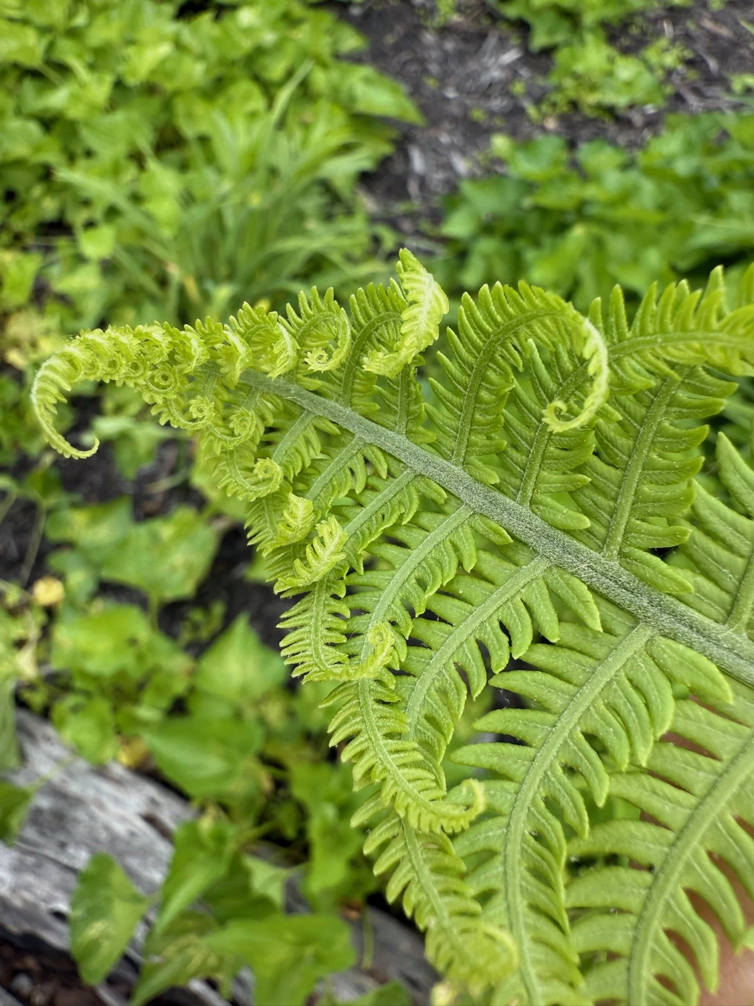 Close-up of green fern leaves growing in dark soil.