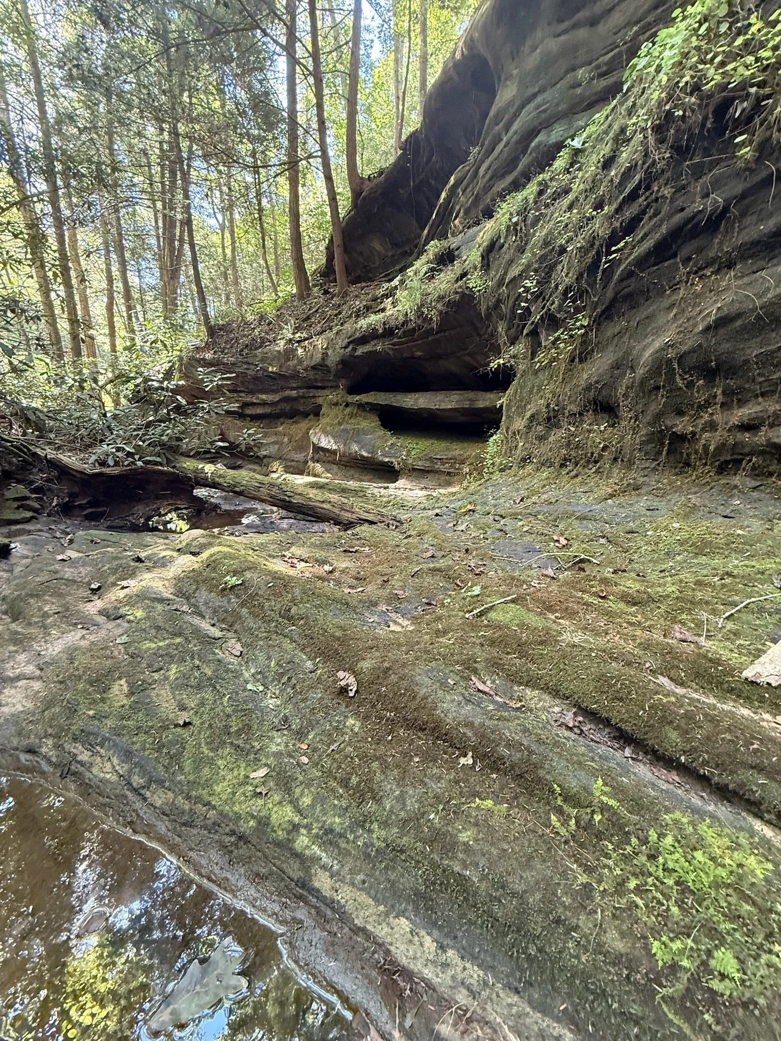 Dramatic bluff lines on Kellogg's Crack trail in Rugby, TN