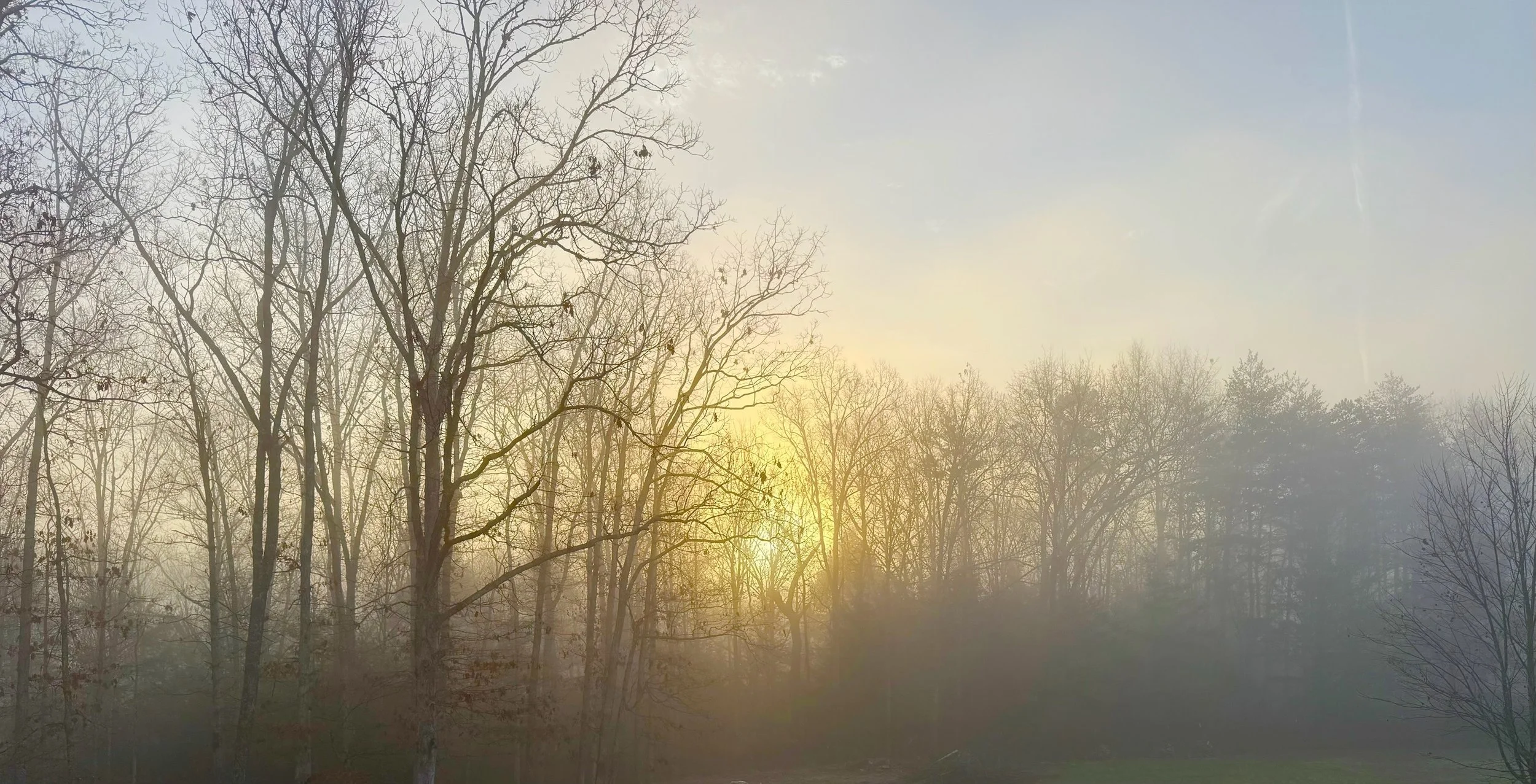 A foggy forest with leafless trees and a sunrise or sunset in the background.