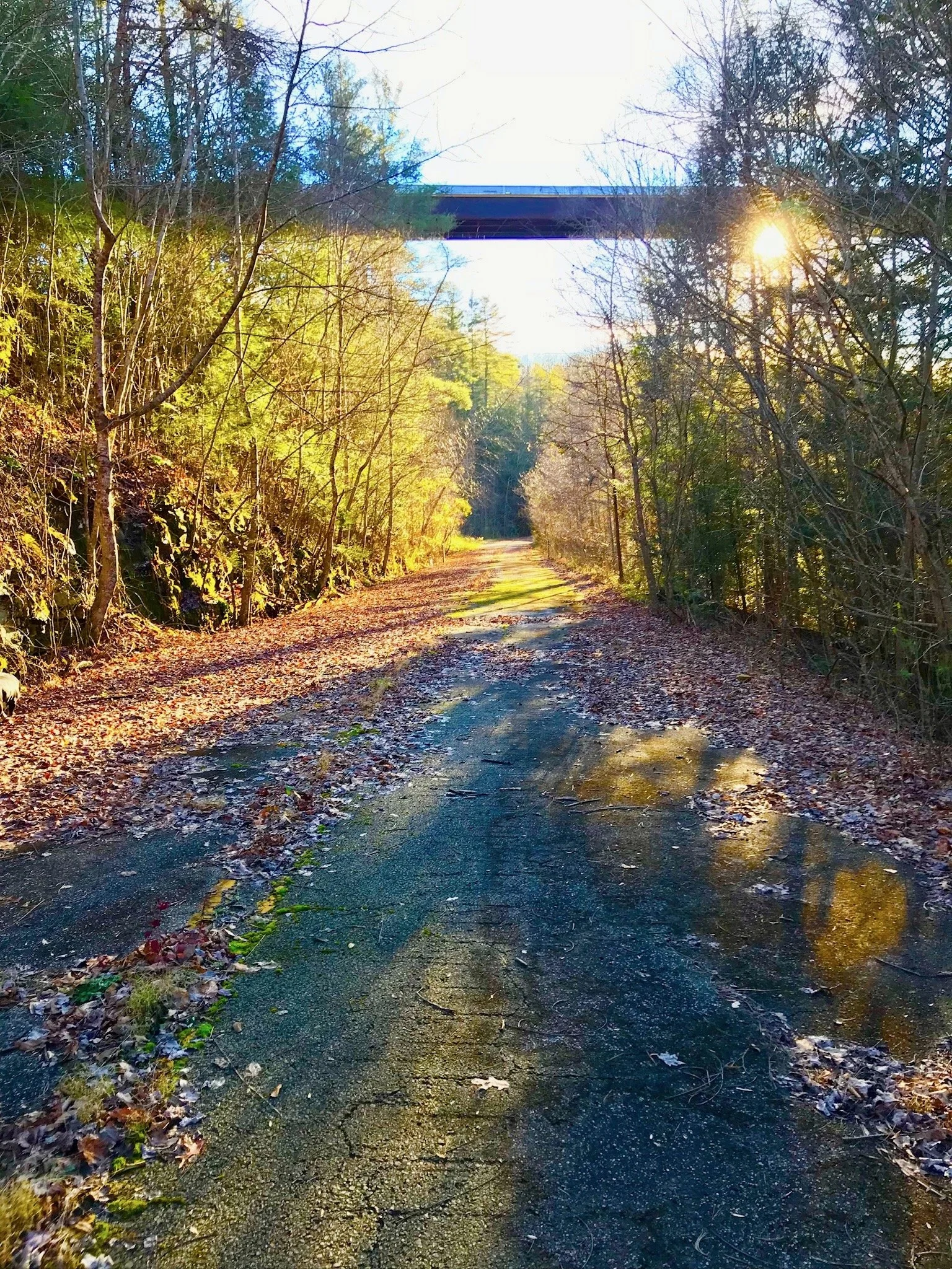 A dirt and paved trail through a wooded area with trees on both sides, fallen leaves on the ground, and sunlight shining through the trees.
