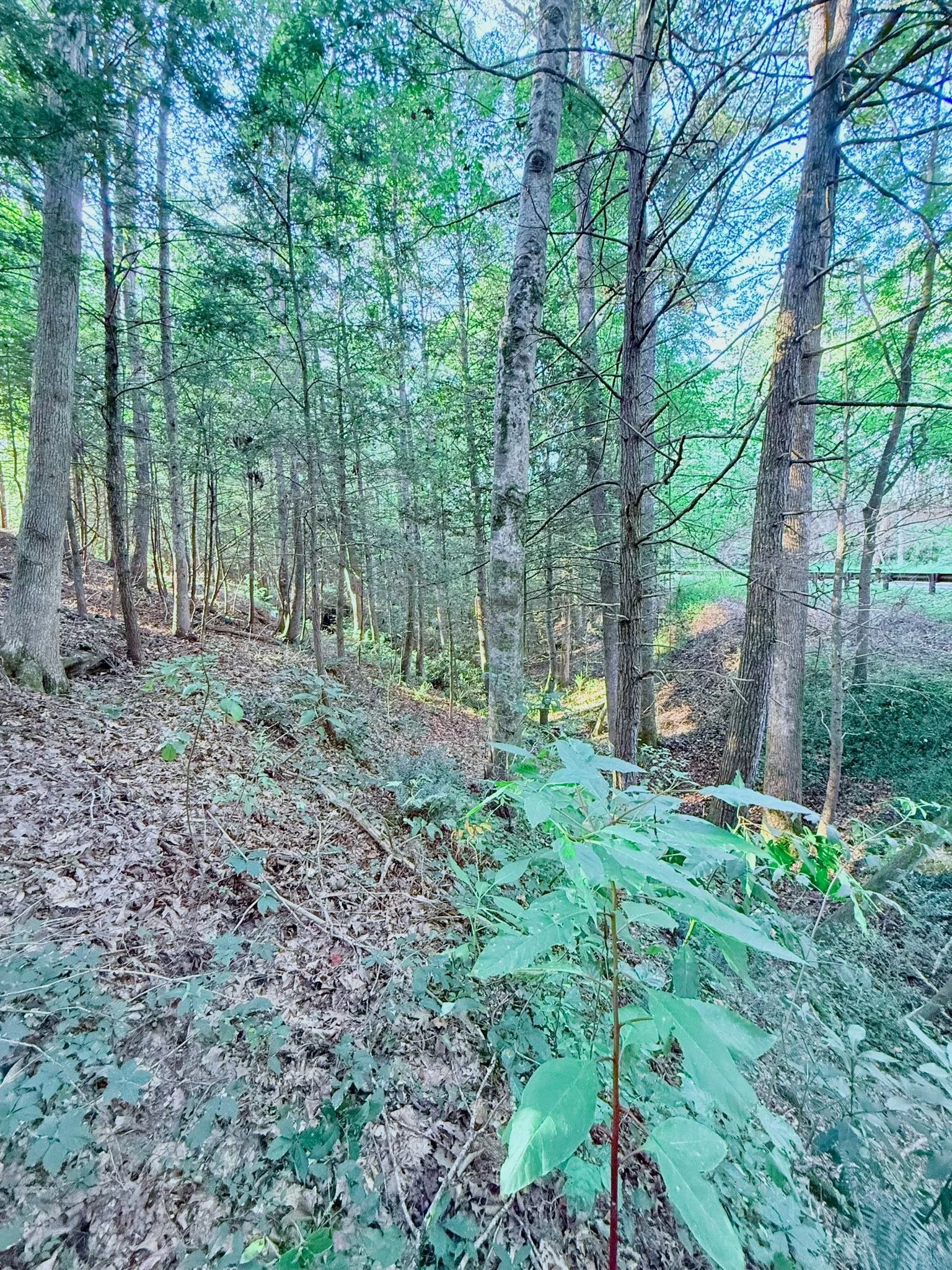 Forest near Rugby, TN