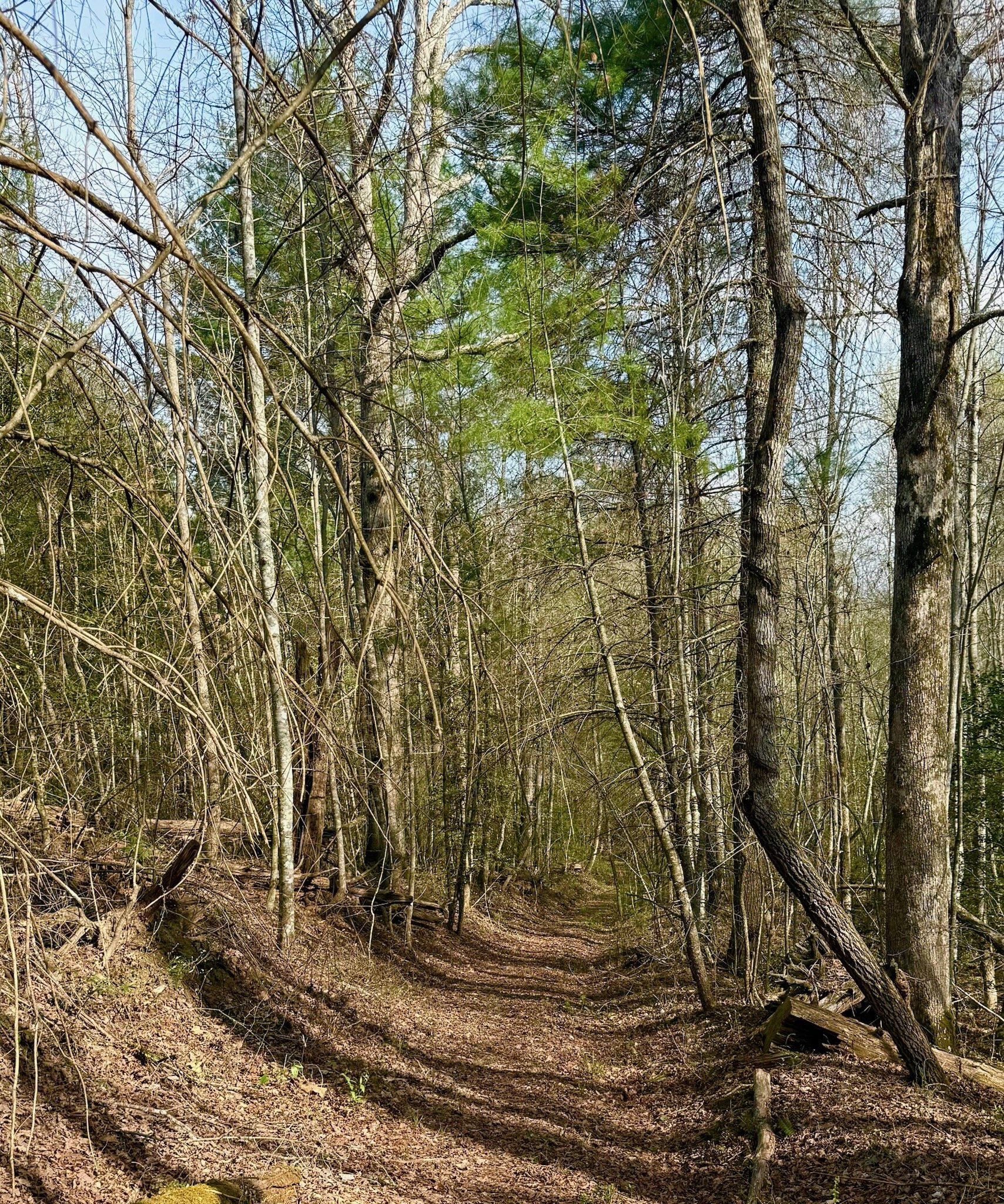 “Allerton Trail winding through the forest near Rugby, Tennessee.”