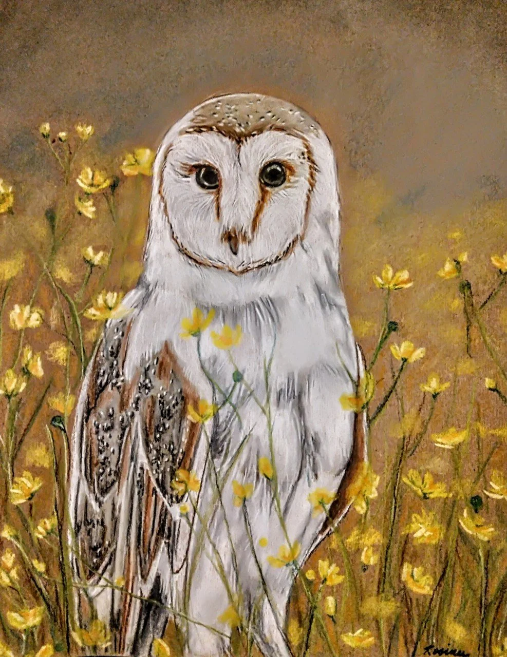 barn owl with buttercups.jpg
