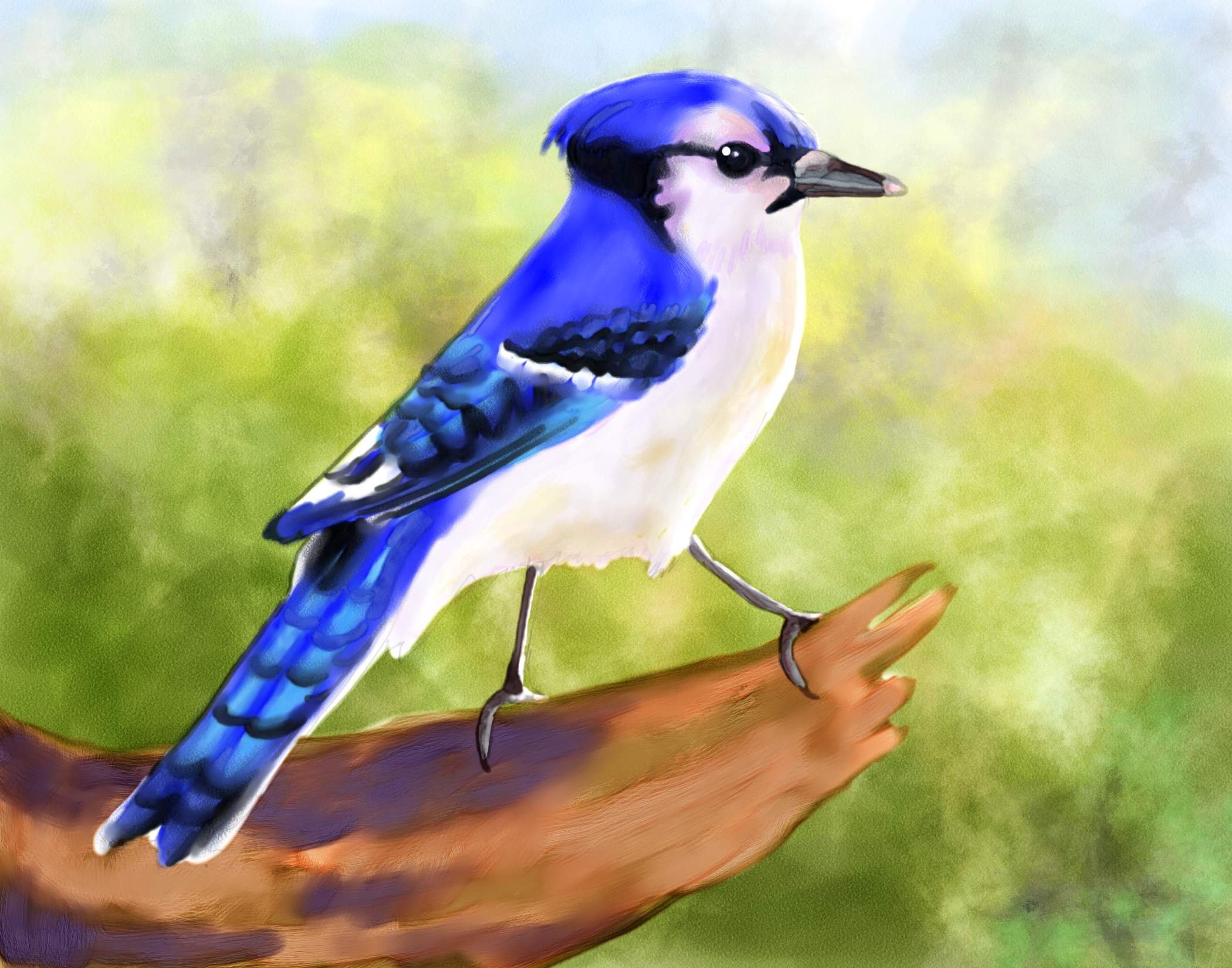 blue jay 3.jpg