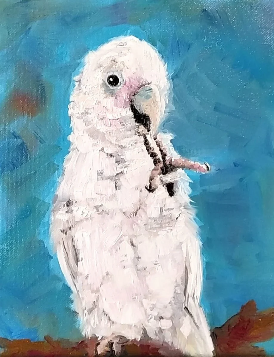 blanket_the_cockatoo.jpg