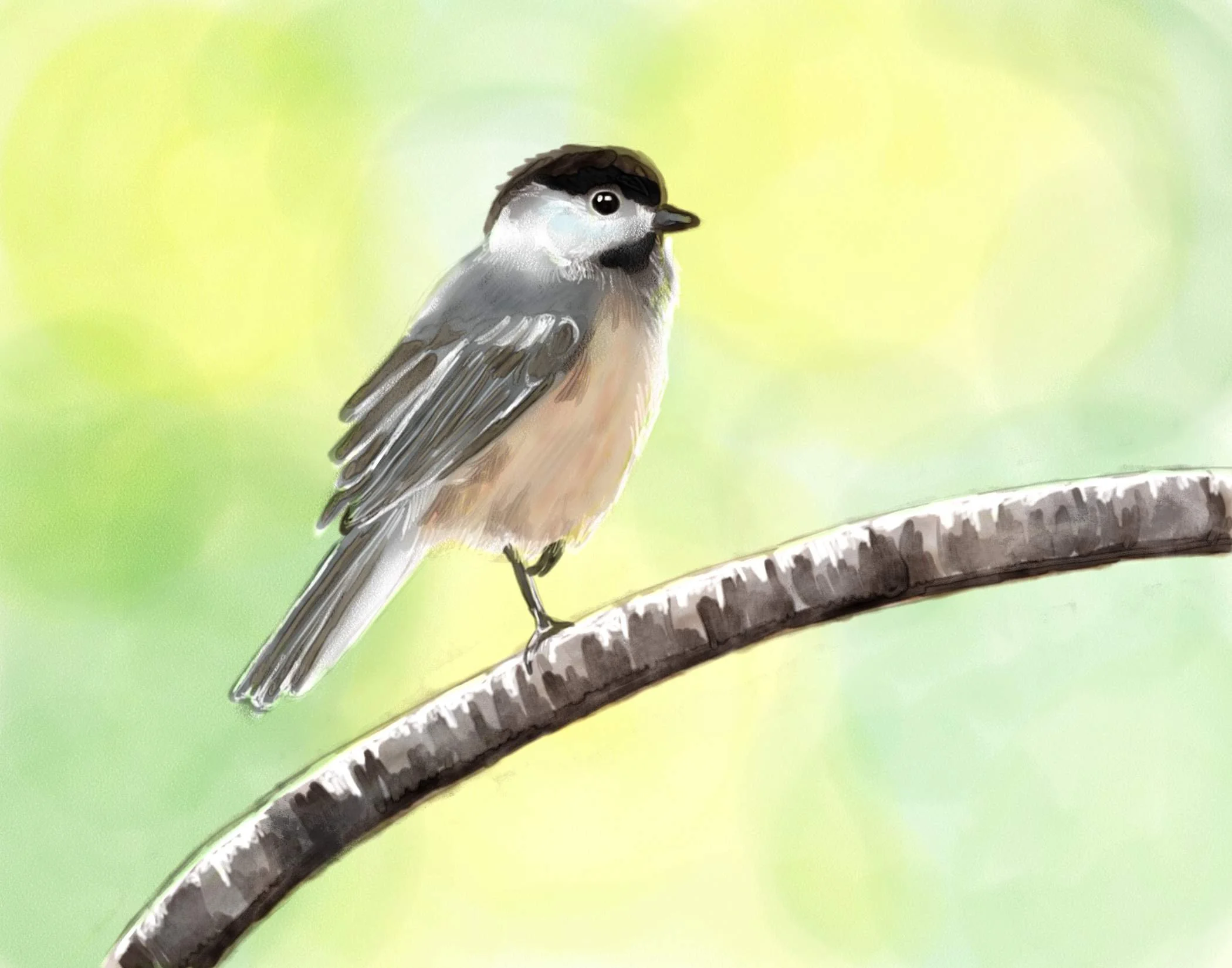 chickadee 2.jpg
