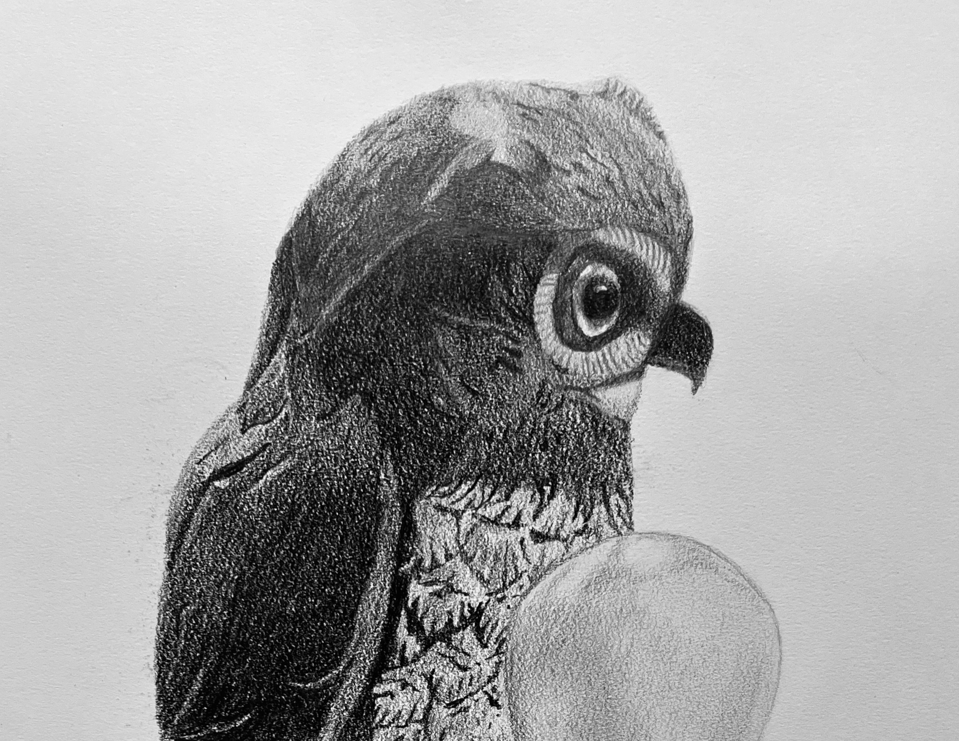 The Hoo