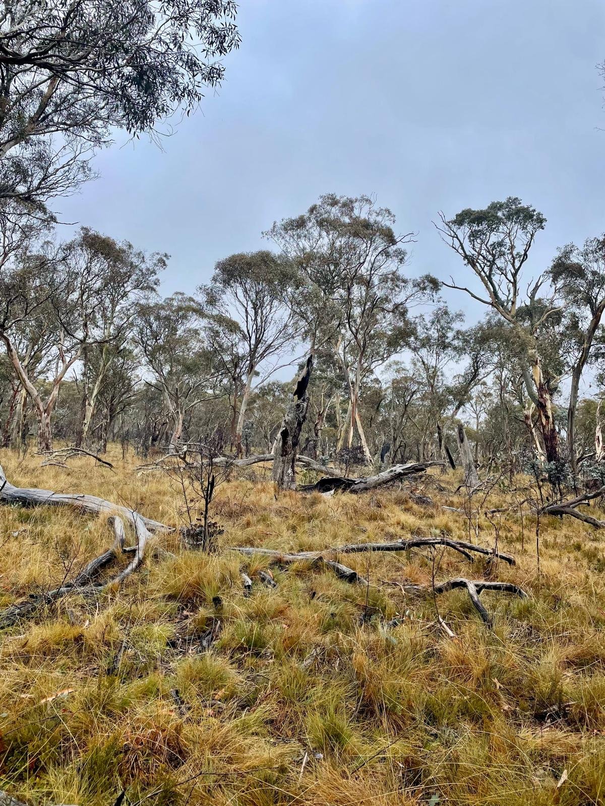 A landscape of dry grassland with fallen tree branches and sparse trees under a cloudy sky.