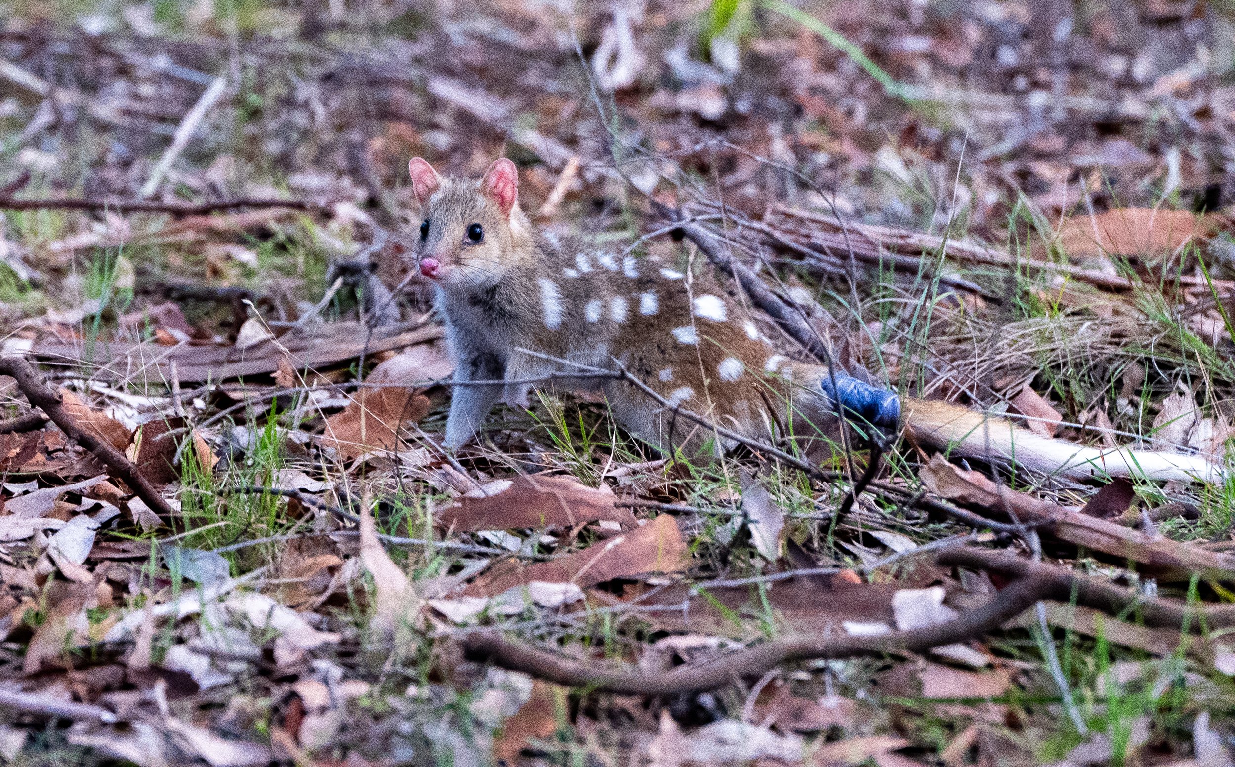 A small spotted animal, possibly a quoll or similar marsupial, walking through leaf litter on the forest floor, surrounded by sticks, dried leaves, and grass.