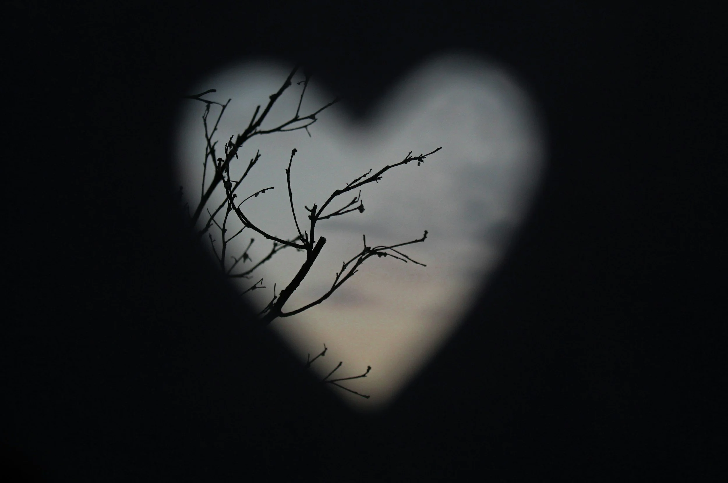 Silhouette of tree branches against a bright full moon in a dark night sky.