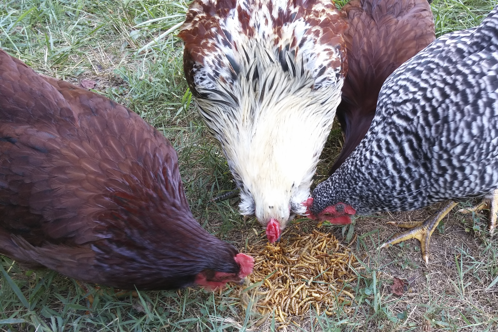 Group of chickens pecking at dried mealworm on the ground.