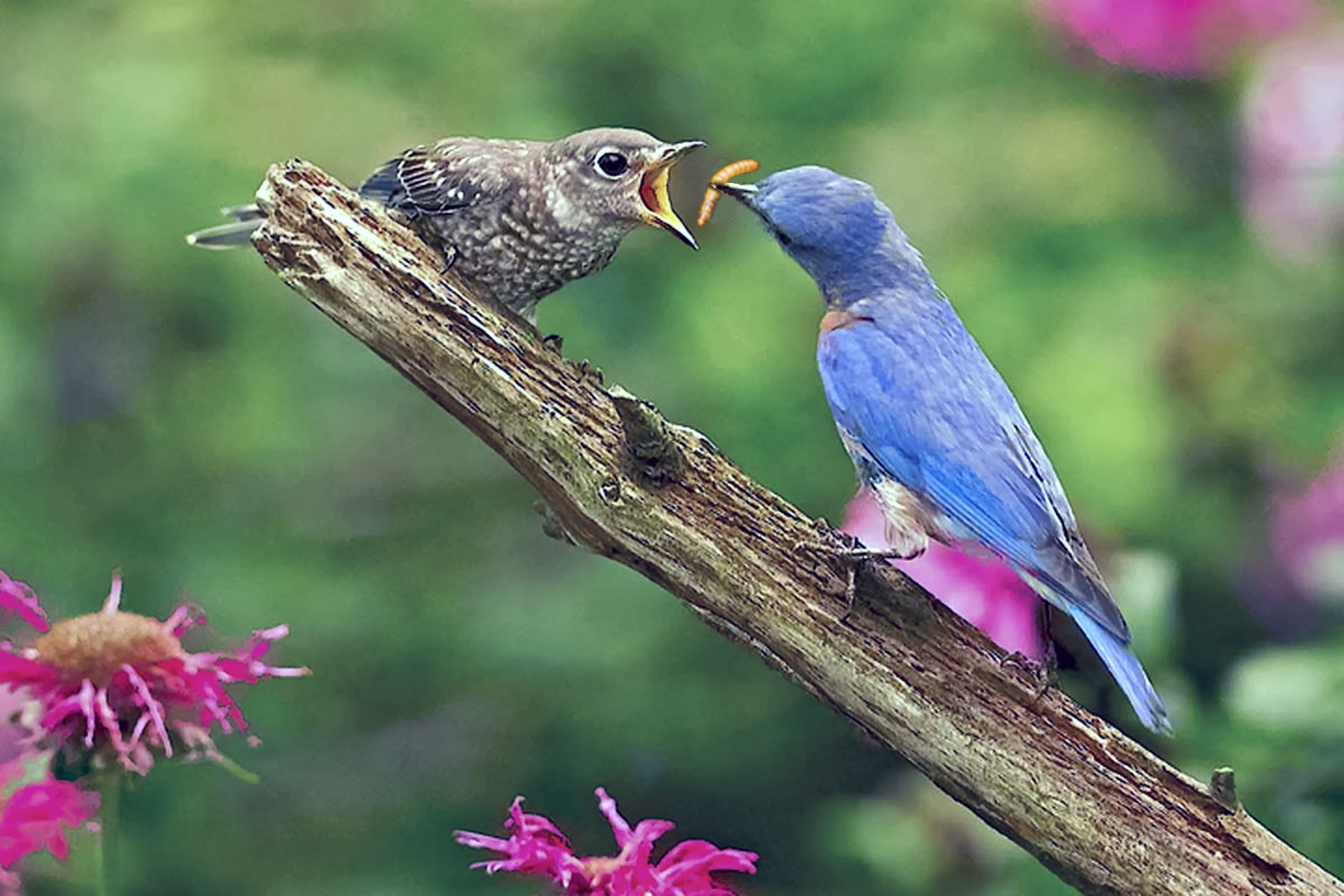 A Bluebird feeding its baby Bluebird chick a dried mealworm.