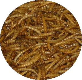 Close-up of a pile of Dried Mealworm.