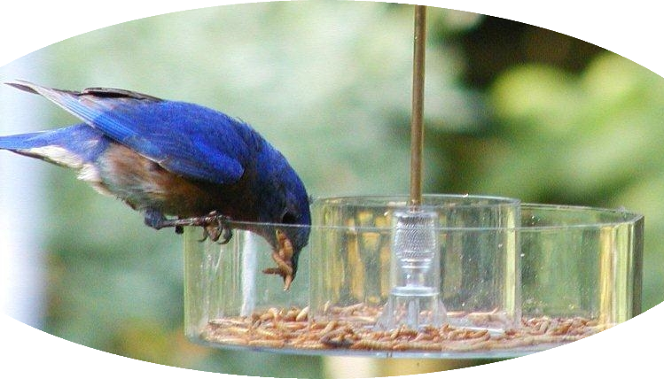 Bluebird perched on a feeder, eating dried mealworm.