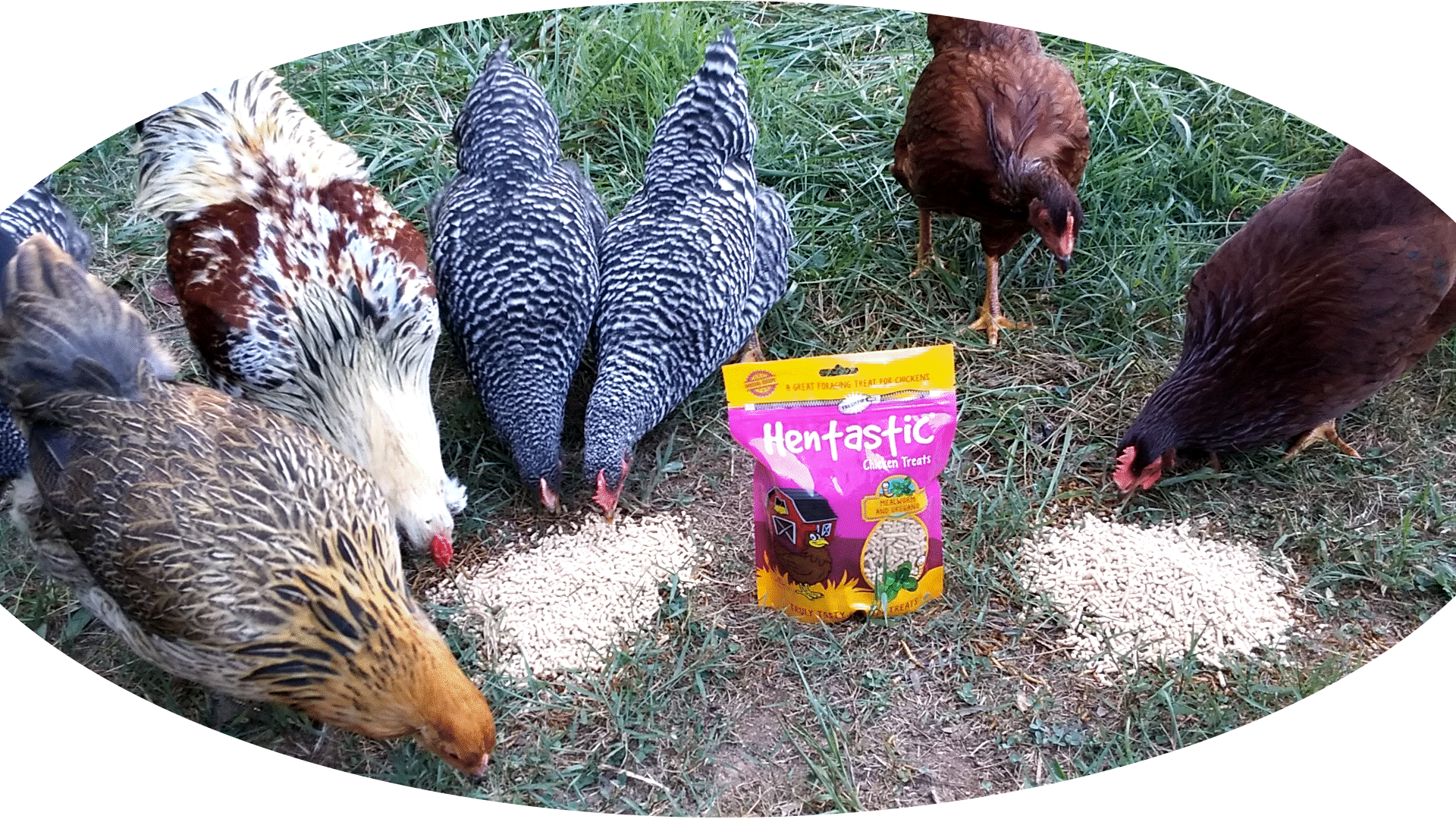 Multiple Chickens pecking at Hentastic Chicken Treats, Mealworm and Oregano Flavored Suet Pellets.