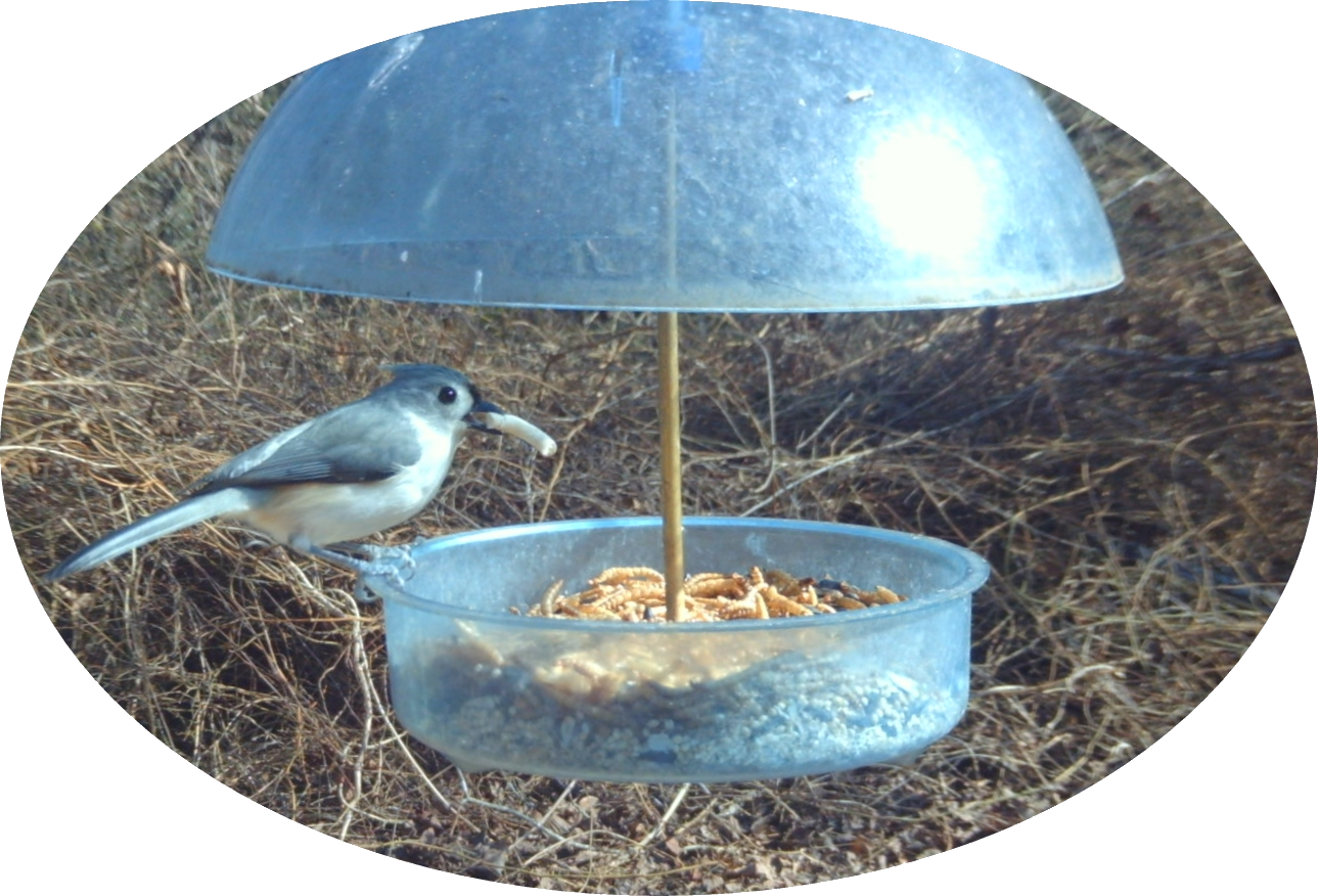 A Titmouse perched on a bird feeder with a Suet Pellet in its bill.