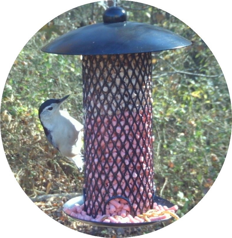 A woodpecker on a bird feeder filled with Berry Flavored Suet Pellets.