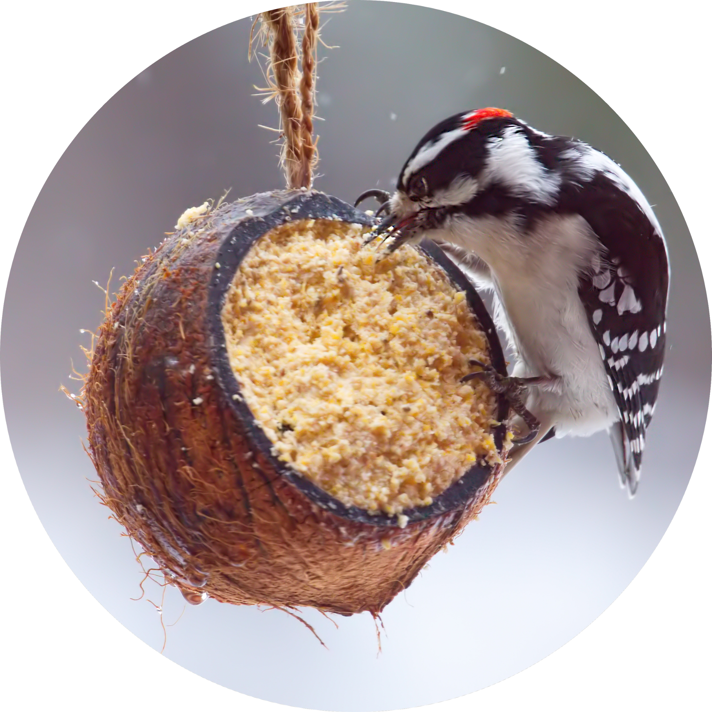 A Downy Woodpecker pecking at Suet in Coconut Feeder in Wintertime.