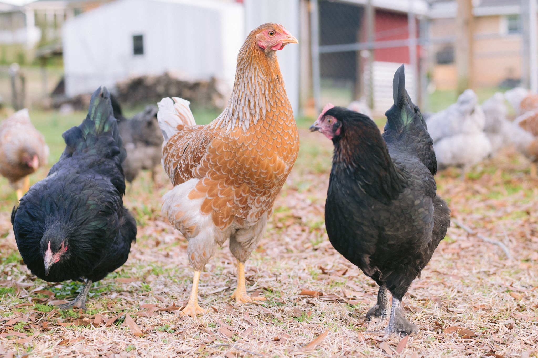 Poultry