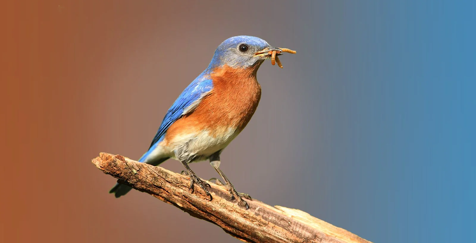 Wild Bird