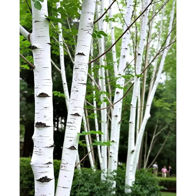 Grove of white birch trees with green leaves and a few people in the background.