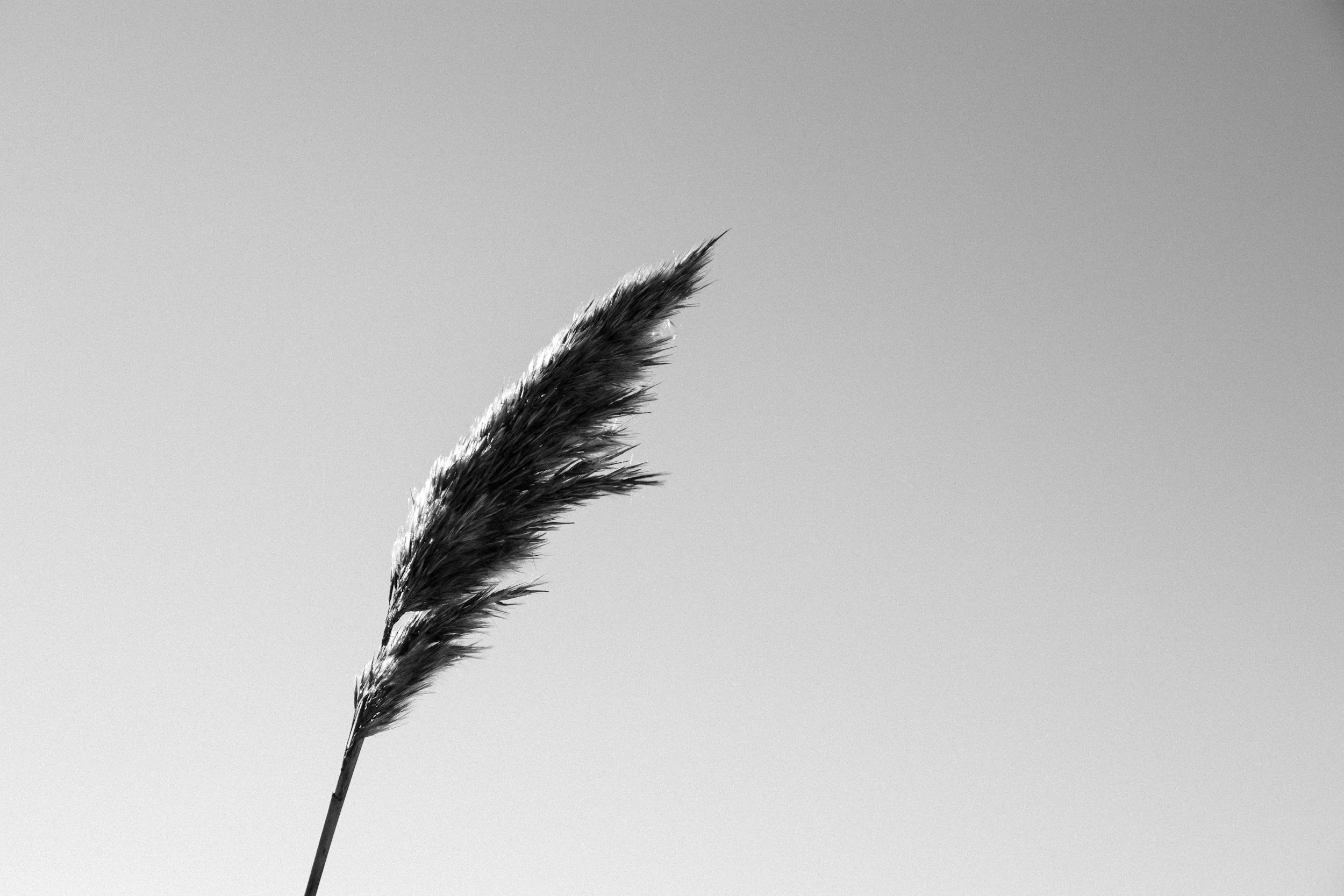 A black-and-white photo of a single tall grass stem against a light sky background.