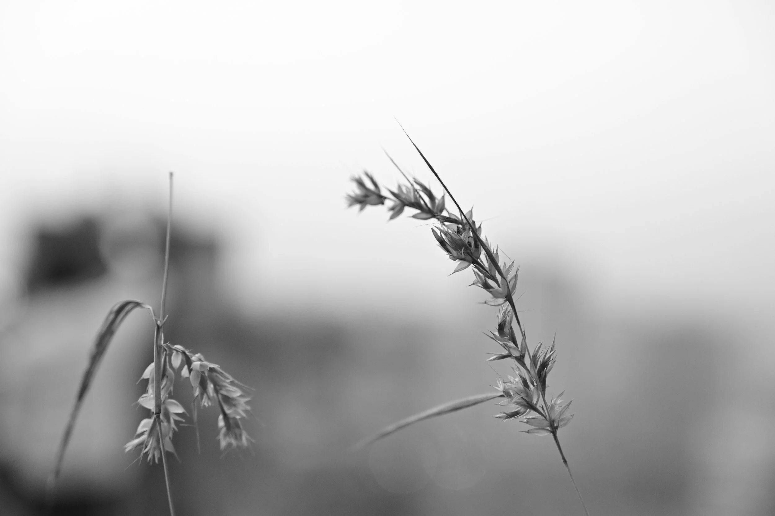 Black and white photograph of a single grass stalk with small leaves and flower clusters, sharply focused against a blurred background.