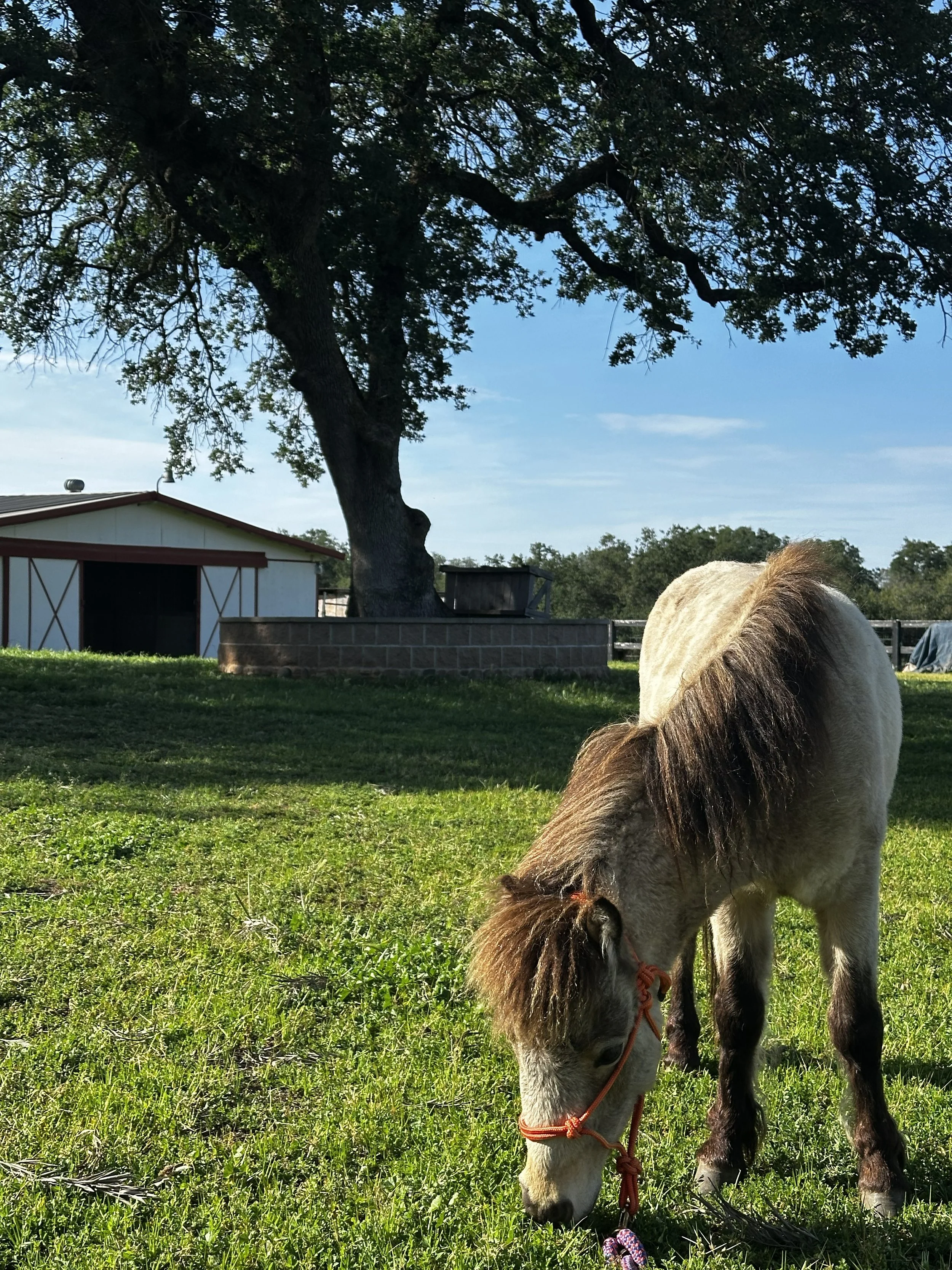 A white and brown pony grazing on green grass in a farmyard, with a large tree, a white building, and a brick wall in the background.