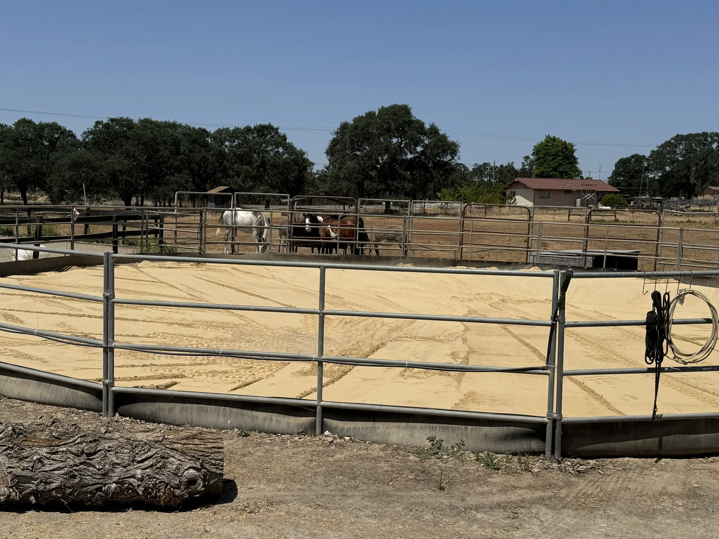 A farm scene with a fenced area containing horses and a donkey, with trees and a house in the background under a clear blue sky.