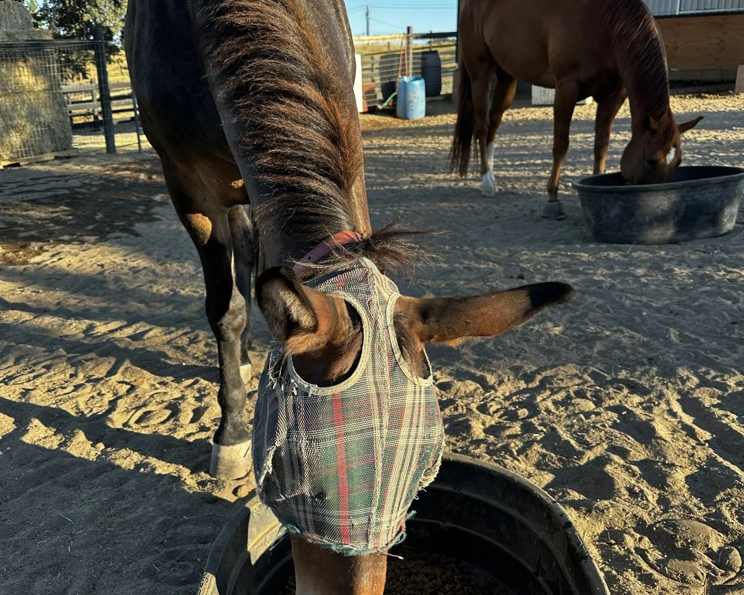 Two horses standing in a sandy paddock, one with a plaid blanket, with a black water trough nearby, fenced area, and some equipment in the background.