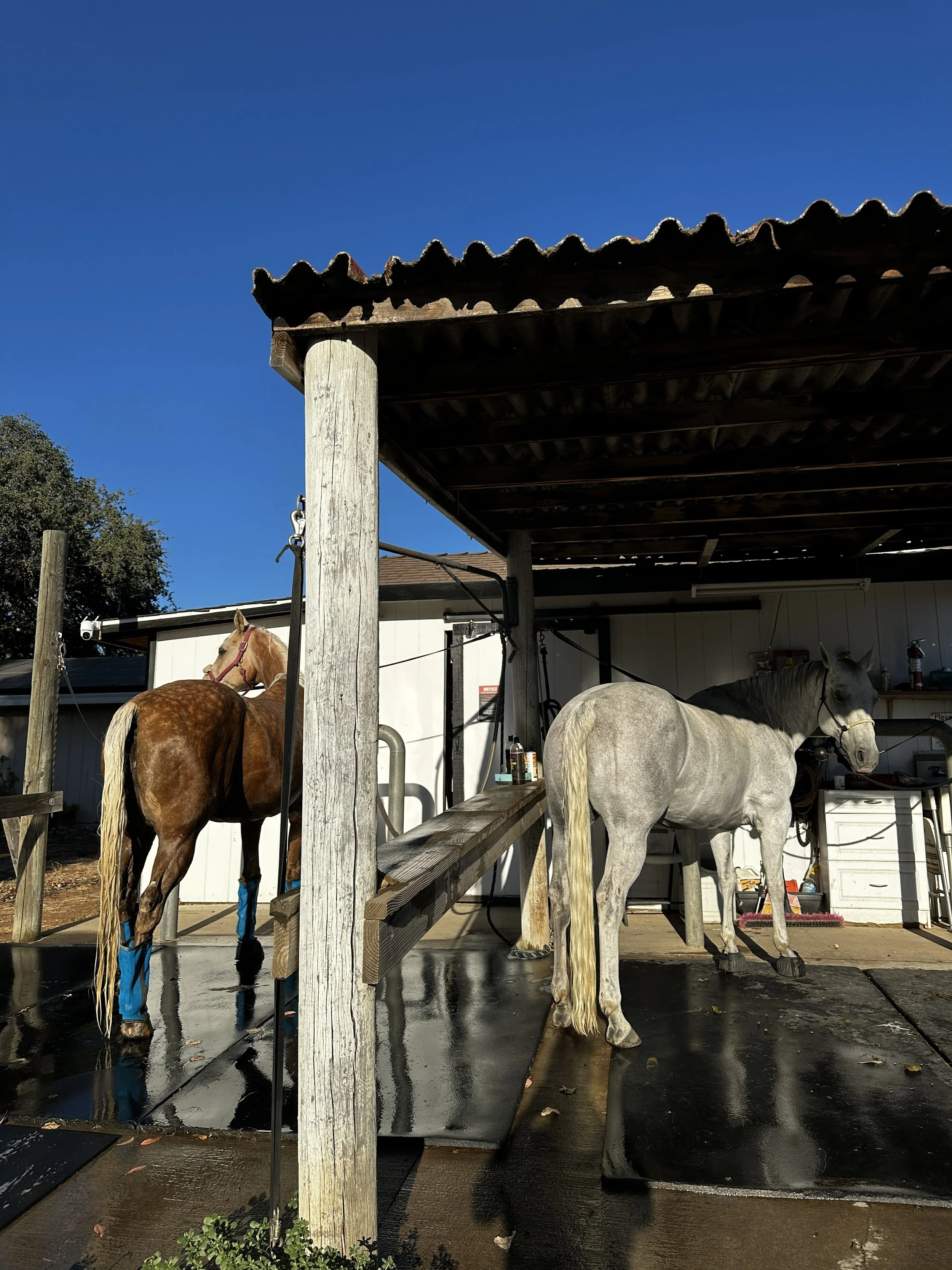 Four horses standing in a covered outdoor area, one chestnut with blue leg wraps, and three gray or white, with a building and trees in the background.