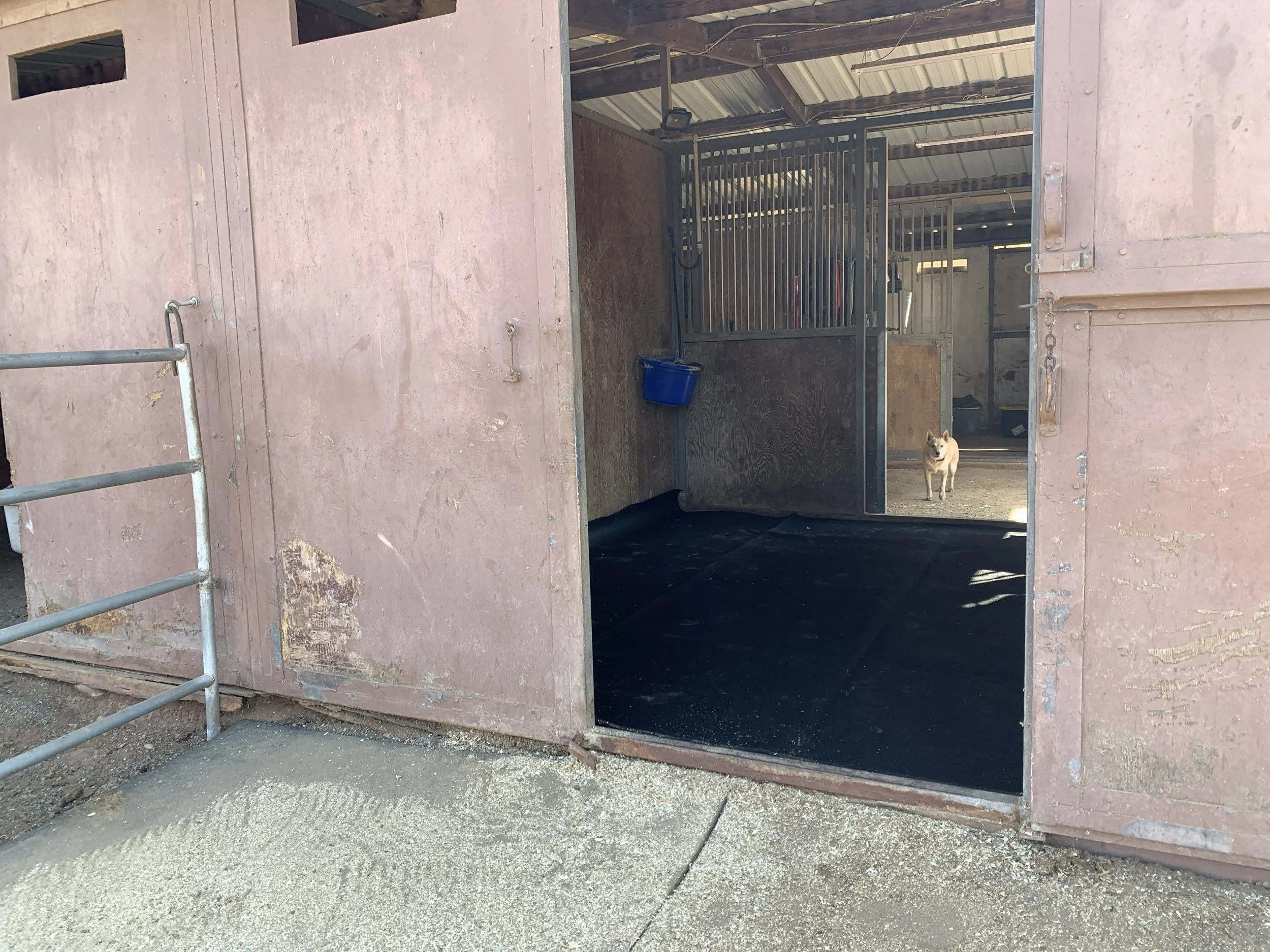 A dog inside a large outdoor animal shelter or kennel with a metal gate, wooden panels, and a partial roof. The dog is looking towards the camera, and there is a blue bucket hanging on the wall.