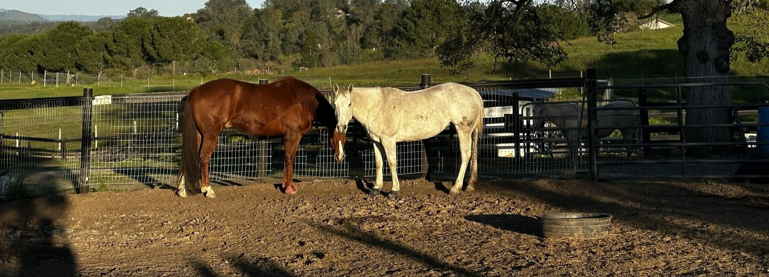 Two horses, one brown and one white, standing close together in a fenced outdoor area with a large tree and green hills in the background.