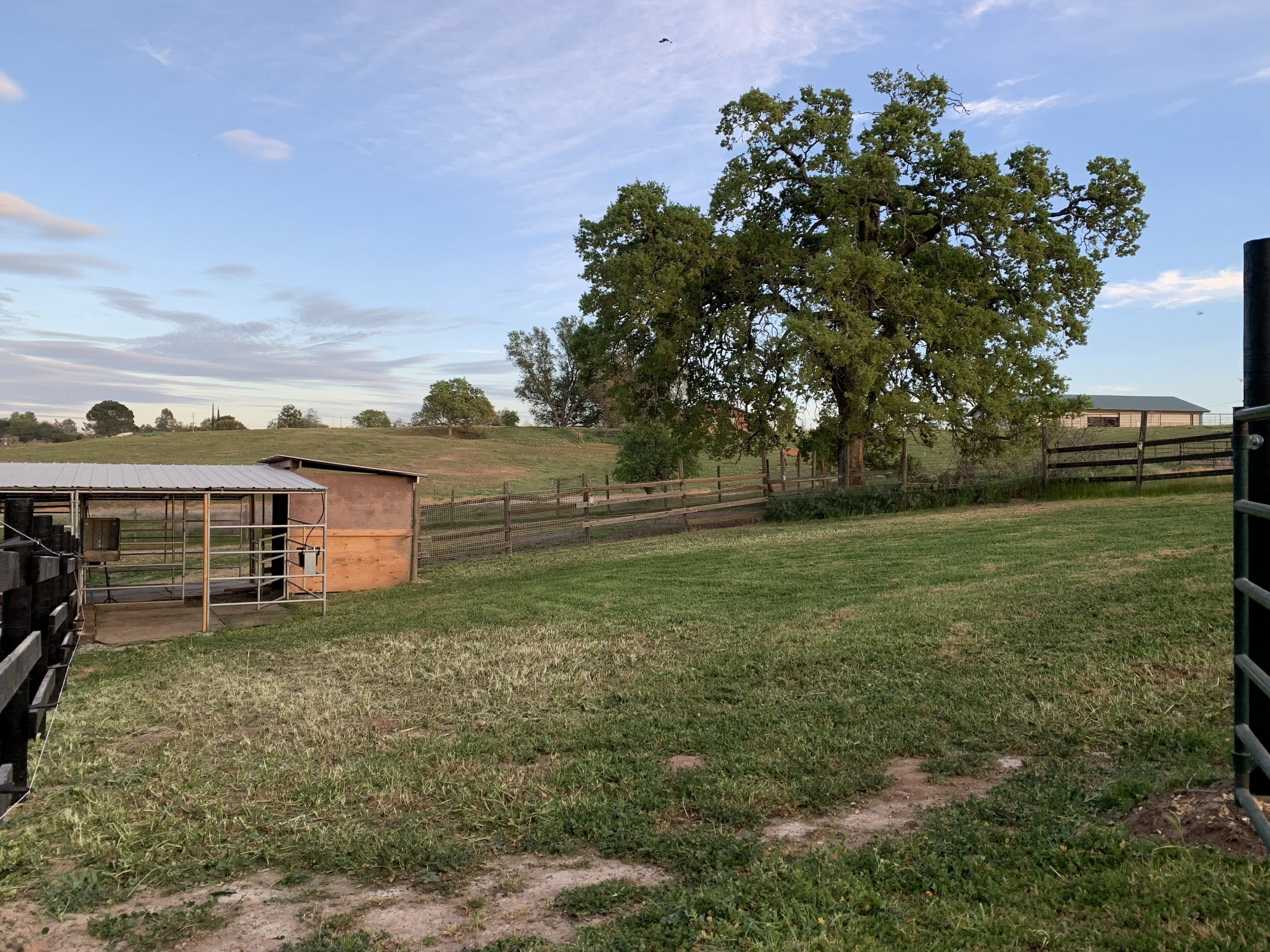 An outdoor scene of a farm or ranch with a large green tree, a fenced area, a small barn or shed, and a clear sky.