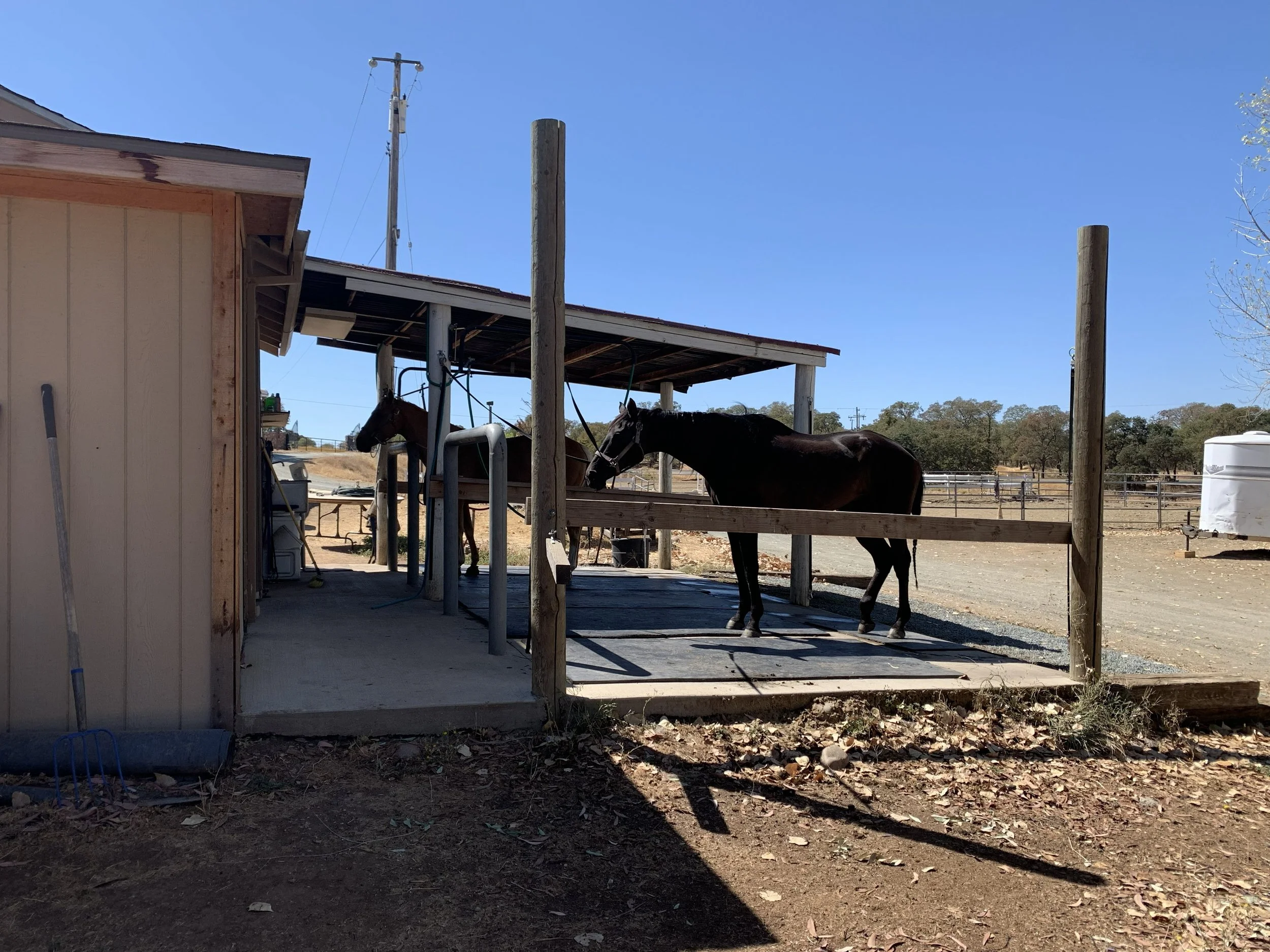 Two horses tied to a wooden fence under a shelter with a metal roof on a farm or ranch, with trees and open land in the background under a clear blue sky.