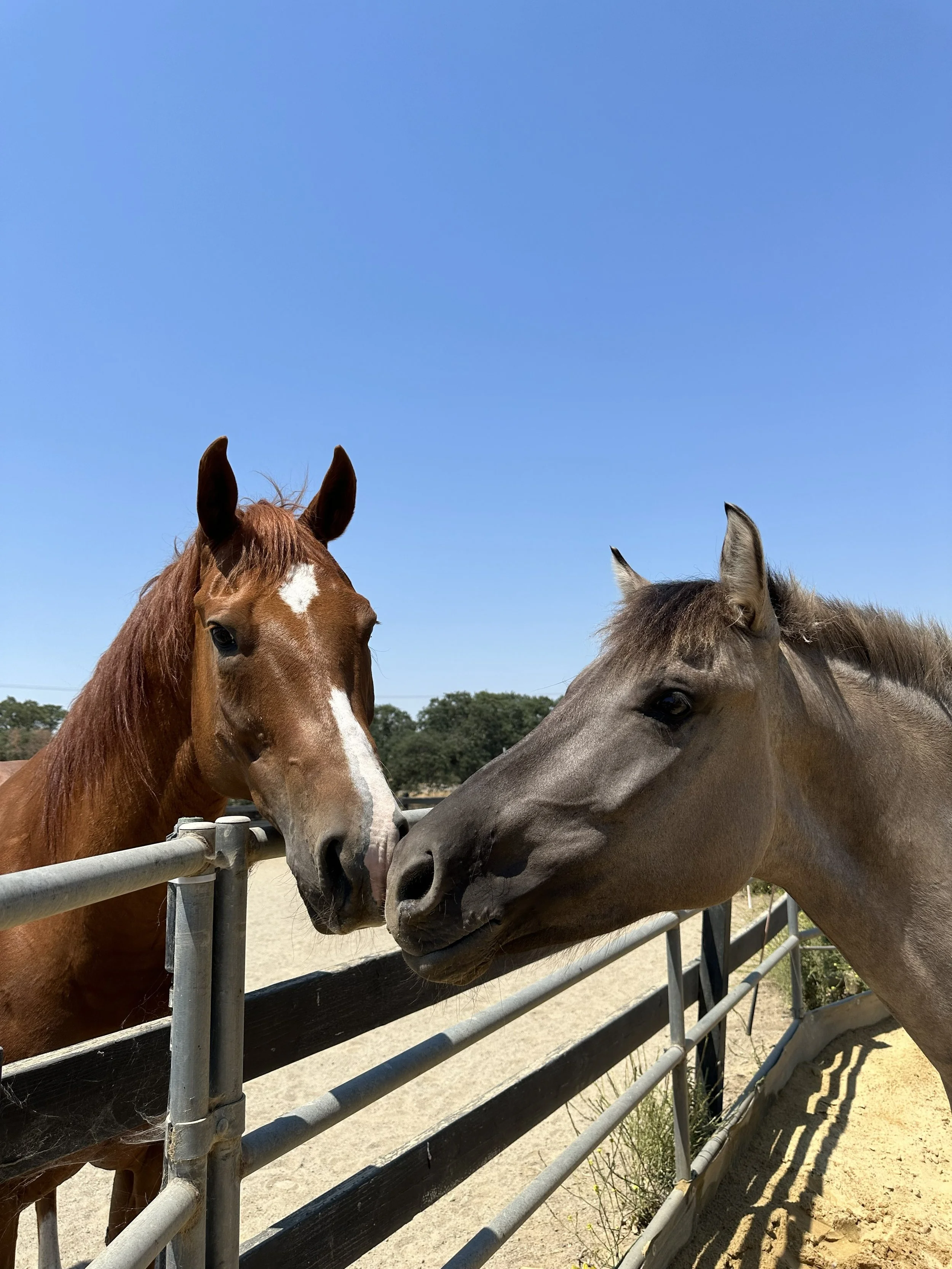 Two horses, one chestnut and one gray, touching noses over a metal fence on a sunny day with clear blue sky.
