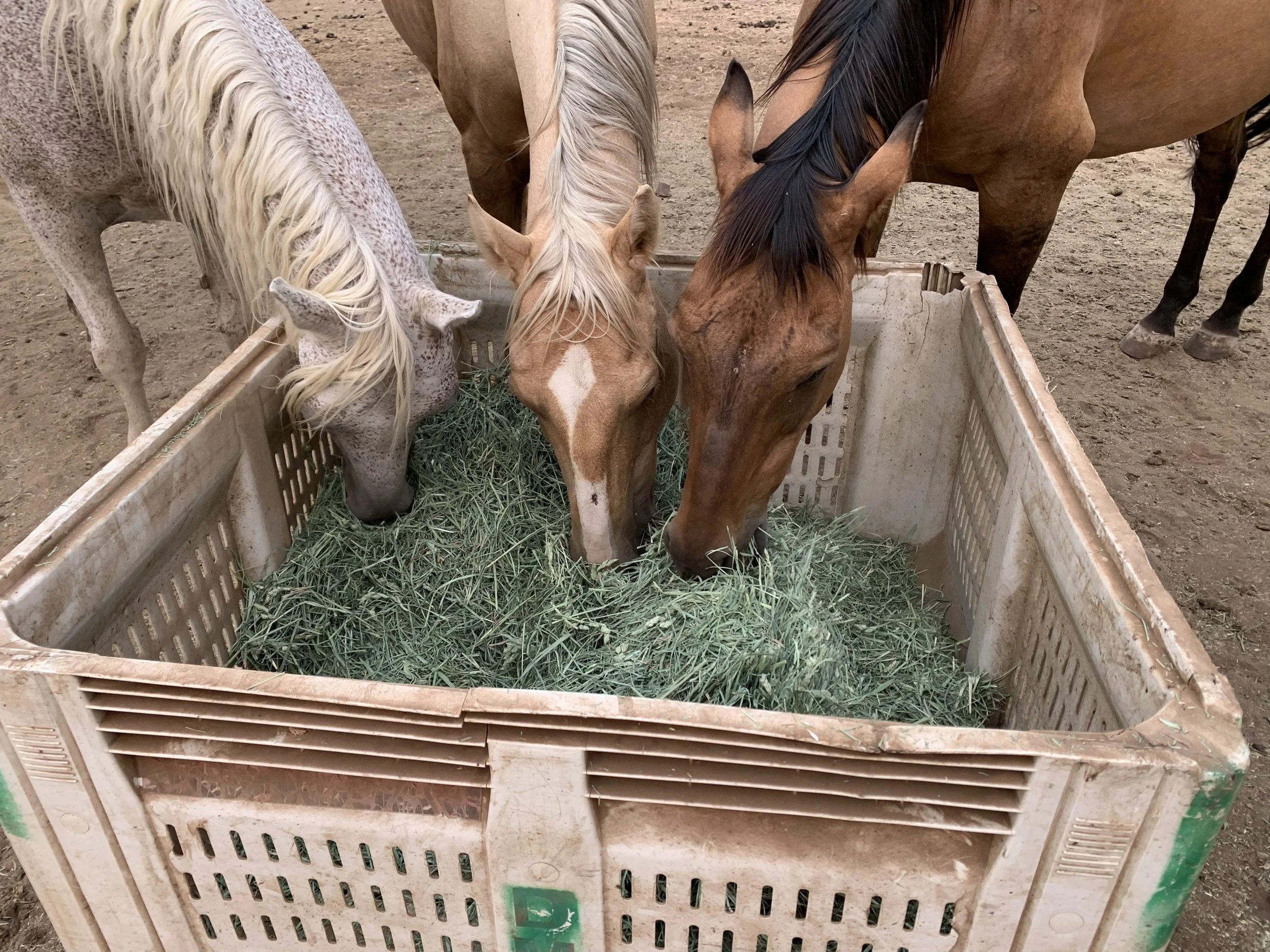 Three horses eating green hay inside a beige plastic crate on a dirt ground.