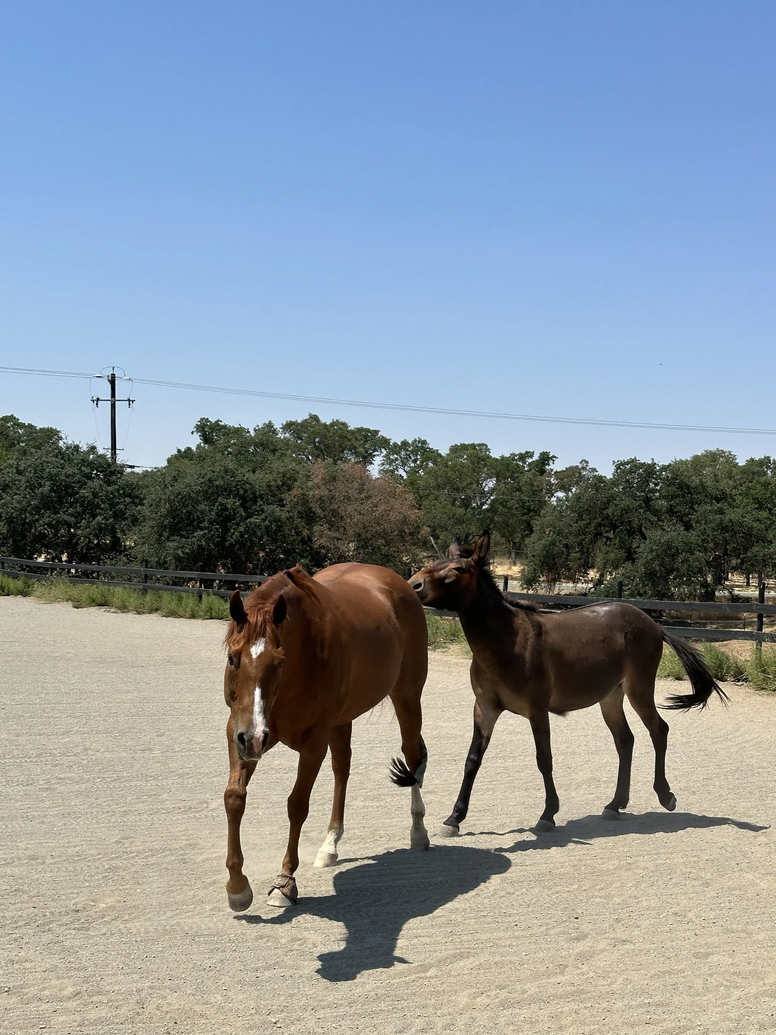 Two horses standing on a dirt area with trees, power lines, and a blue sky in the background.
