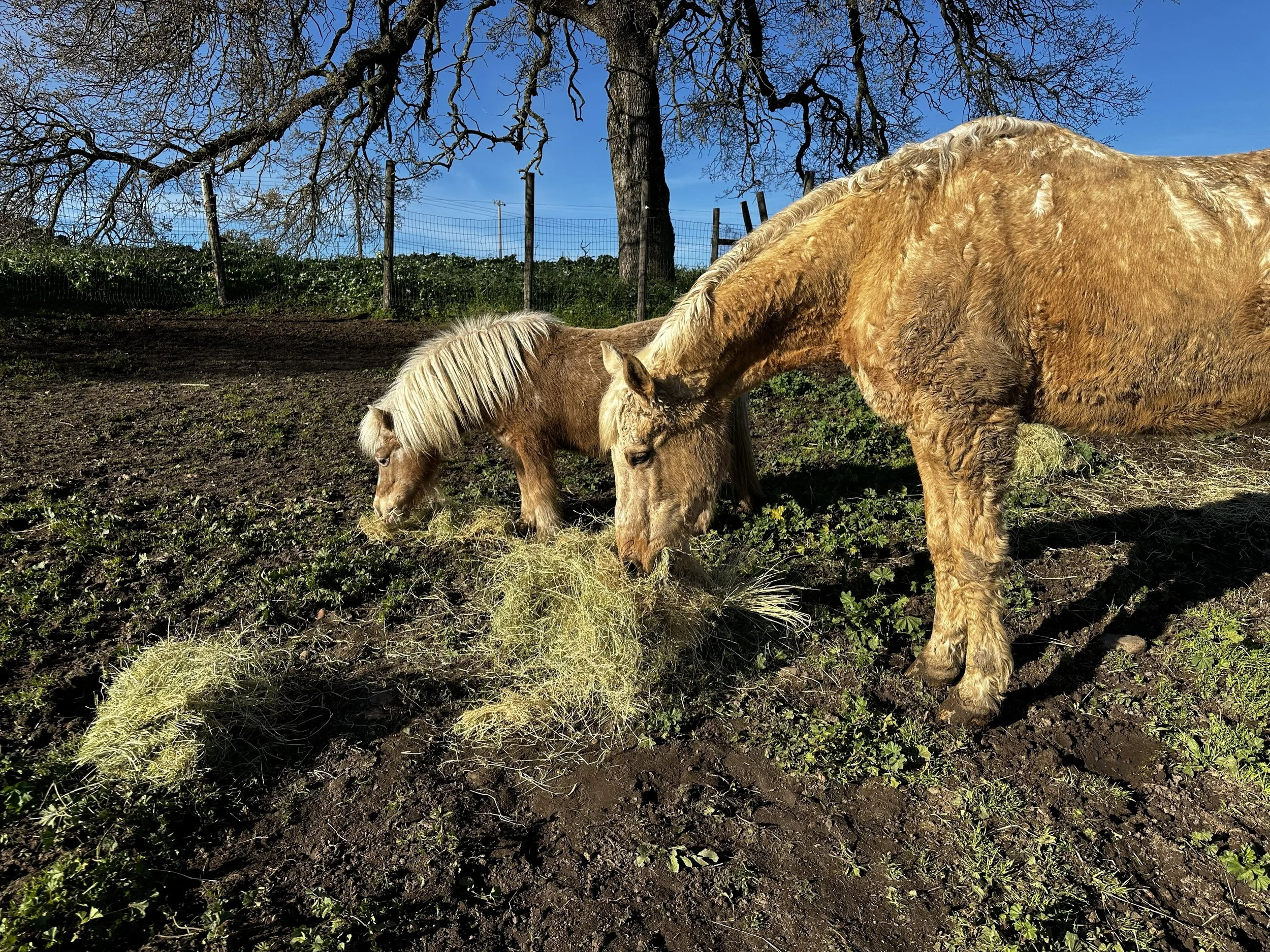 Two light-colored horses grazing on grass in a fenced outdoor area with a large leafless tree and a bright blue sky.