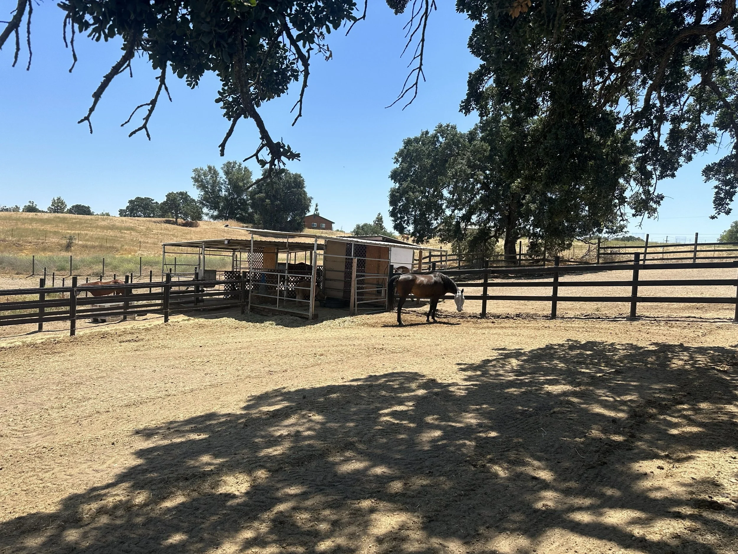 A rural farm scene with a fenced area containing horses, a shade shelter, large trees overhead, and a house on a hill in the background, under a clear blue sky.
