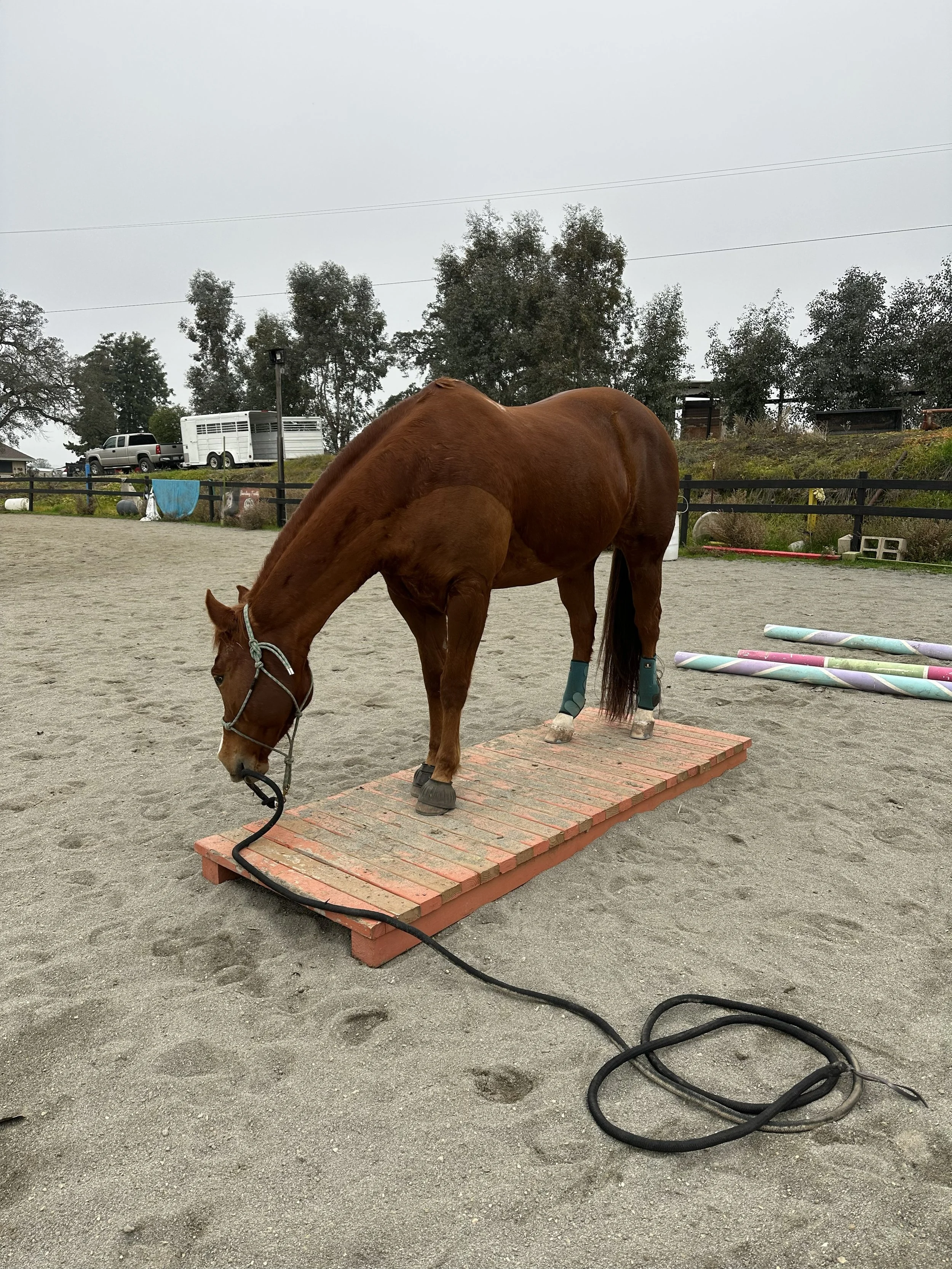 A brown horse wearing boots stands on a wooden platform in an outdoor riding arena, with several colorful poles on the ground nearby and a black fence surrounding the area. Trees and vehicles are in the background under an overcast sky.