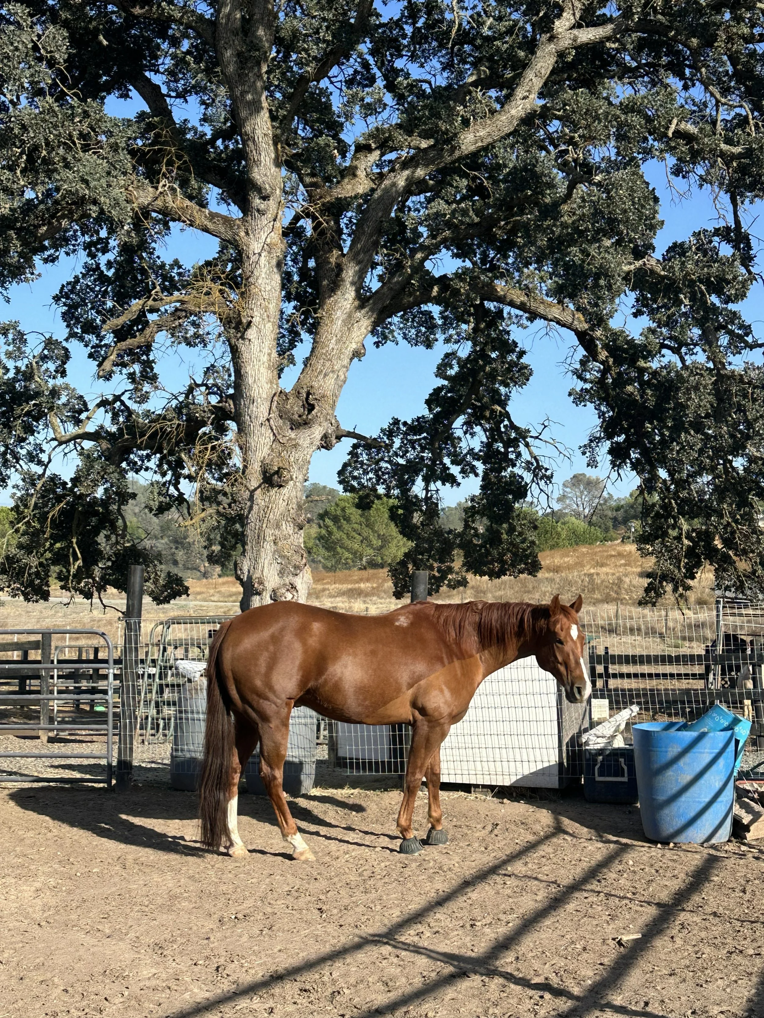A brown horse standing in a fenced outdoor area with a large tree and blue sky in the background. There are some blue barrels and fencing materials nearby.