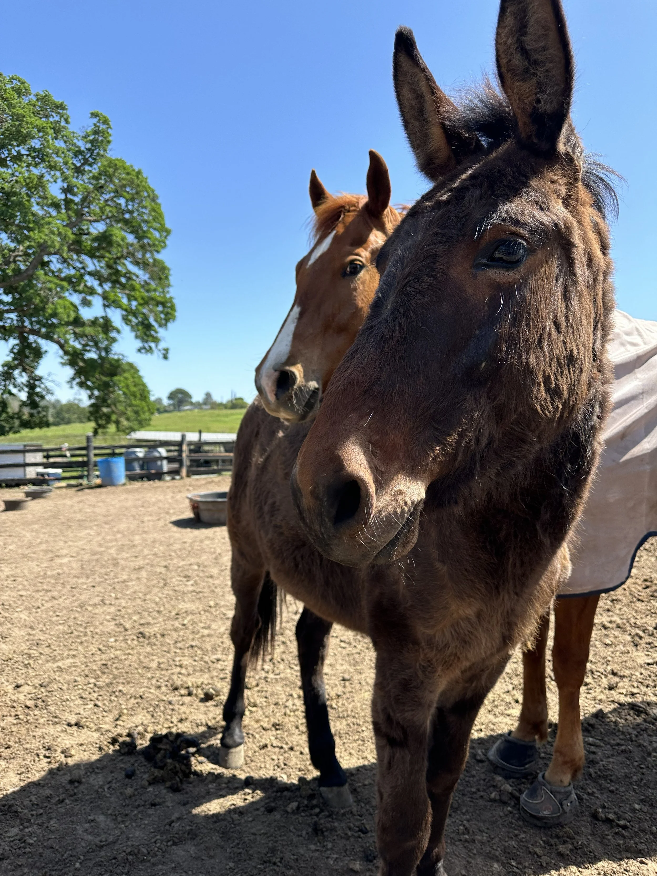 Two horses standing outdoors on a farm with a tree and a blue sky in the background.
