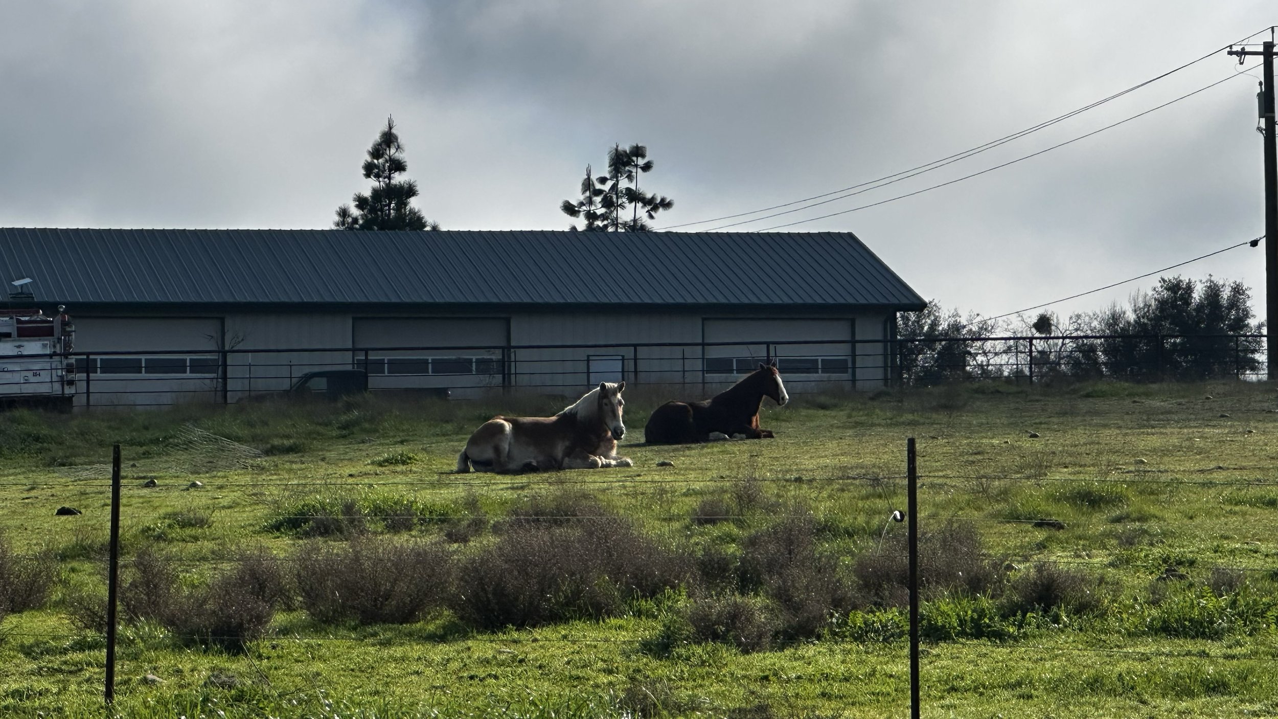 Two horses resting on a grassy field near a fence with a large metal building, trees, and utility poles in the background under a cloudy sky.