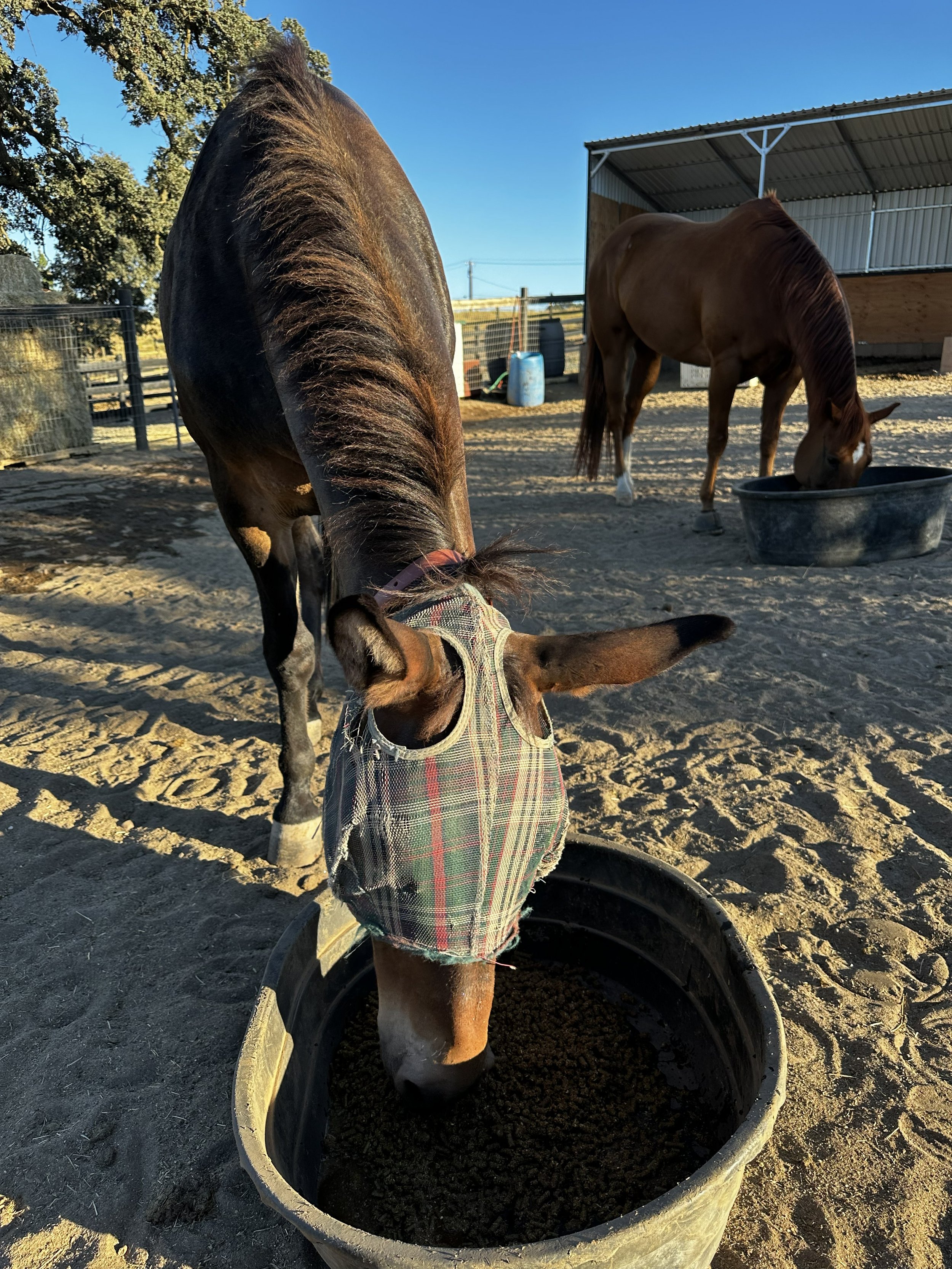 A horse with a plaid sheet over its back eating from a large black container filled with soil or compost, in an outdoor farm or stable area with dirt ground, trees, a wire fence, and a wooden and metal structure in the background, under a clear blue 