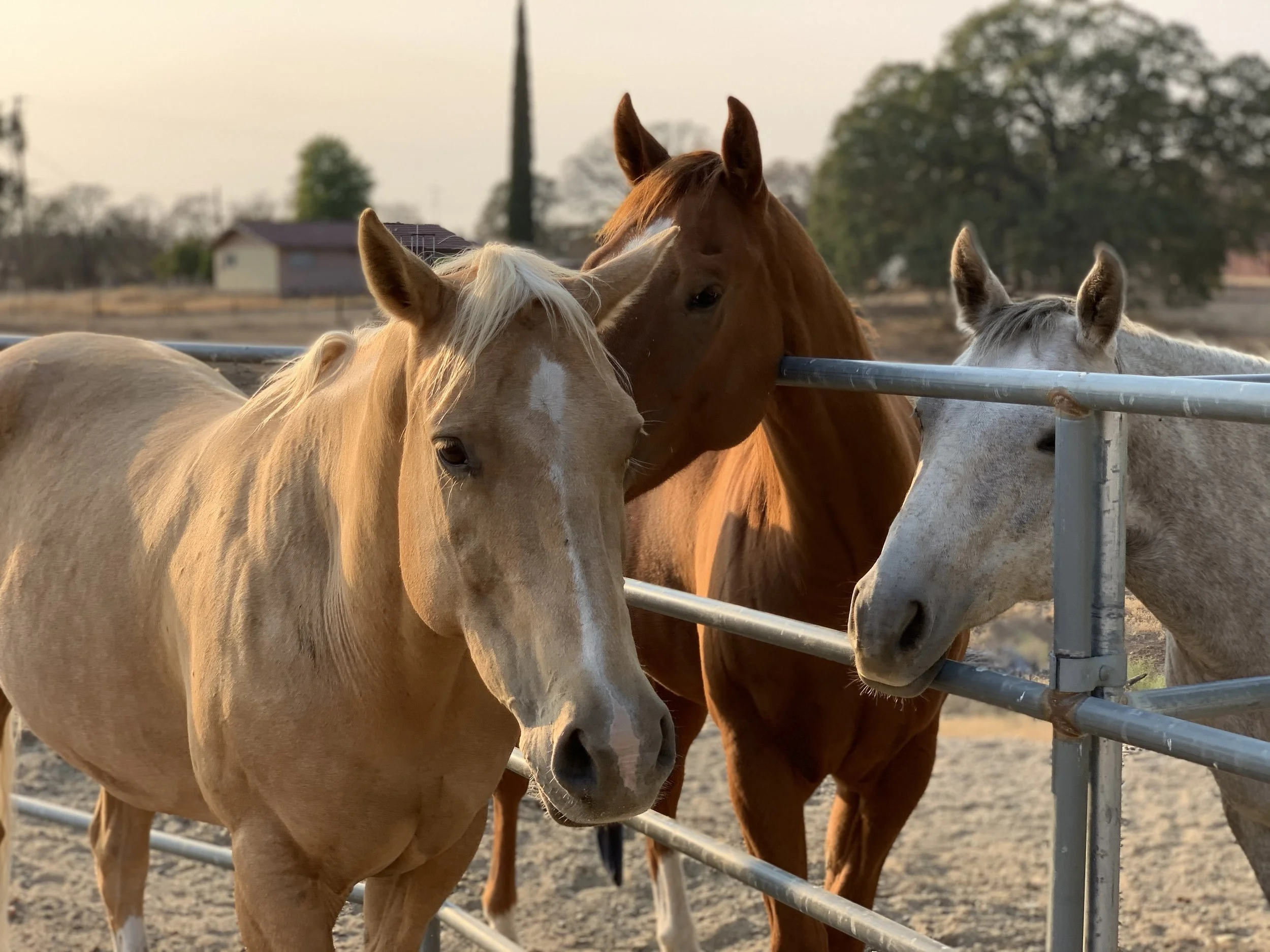 Three horses in a fenced outdoor area with trees and buildings in the background, standing near a metal pipe fence.