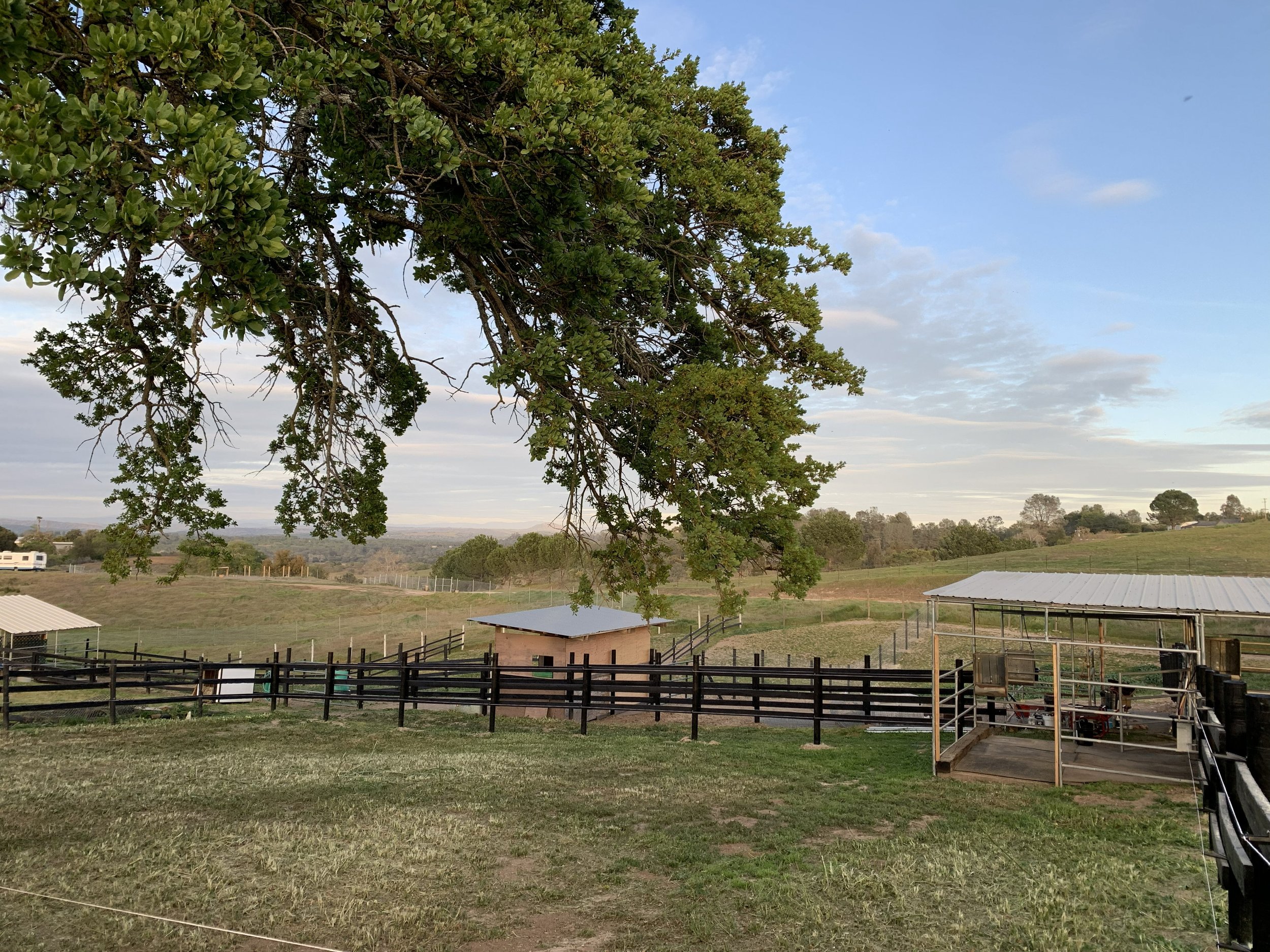 A rural landscape with a large leafy tree in the foreground, multiple fenced areas with small structures, a distant tree line, and a partly cloudy sky.
