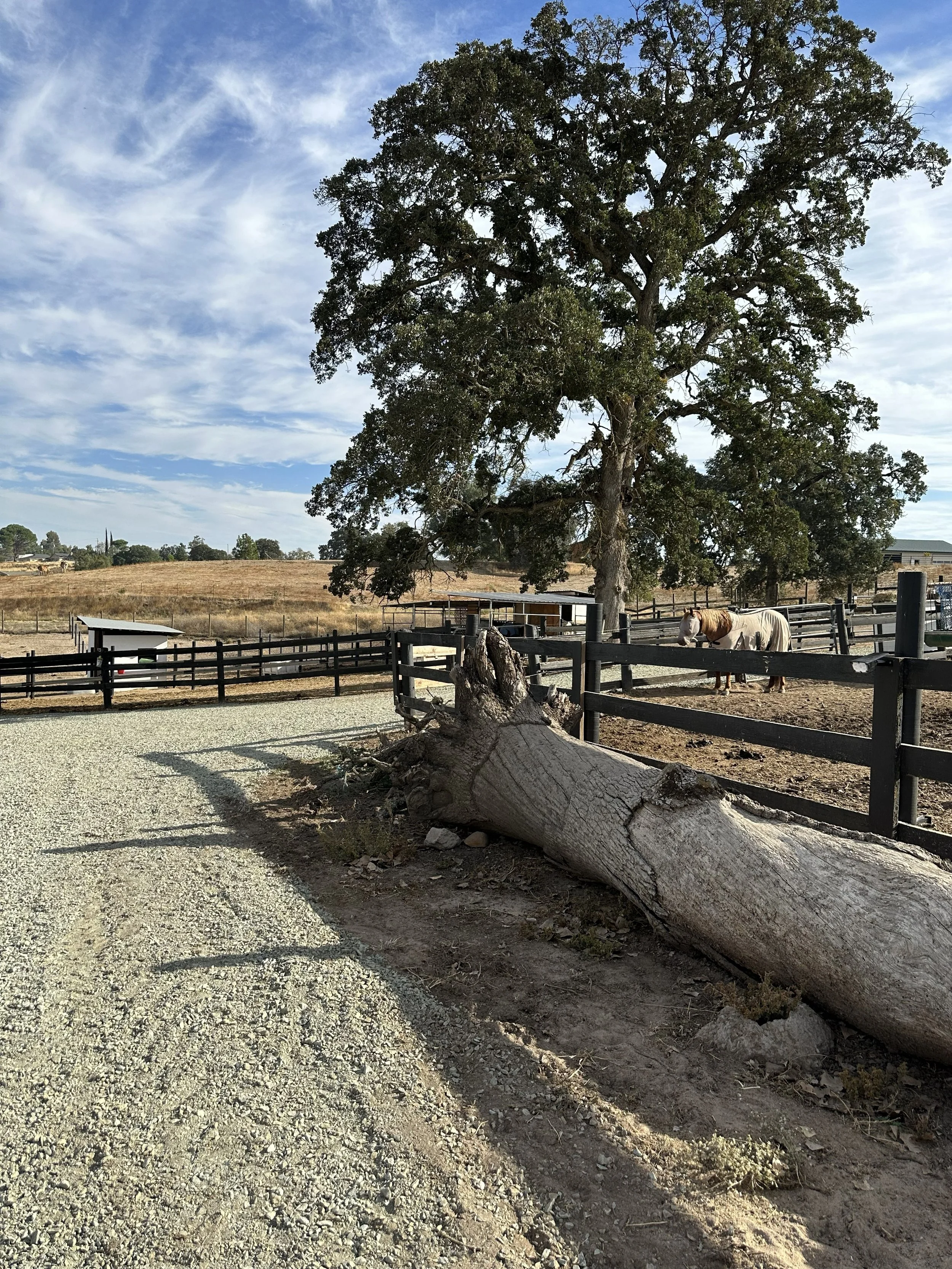 A fallen tree on a gravel pathway at a farm with a wood fence, open field, and a horse standing behind the fence. There are trees and buildings in the background under partly cloudy skies.