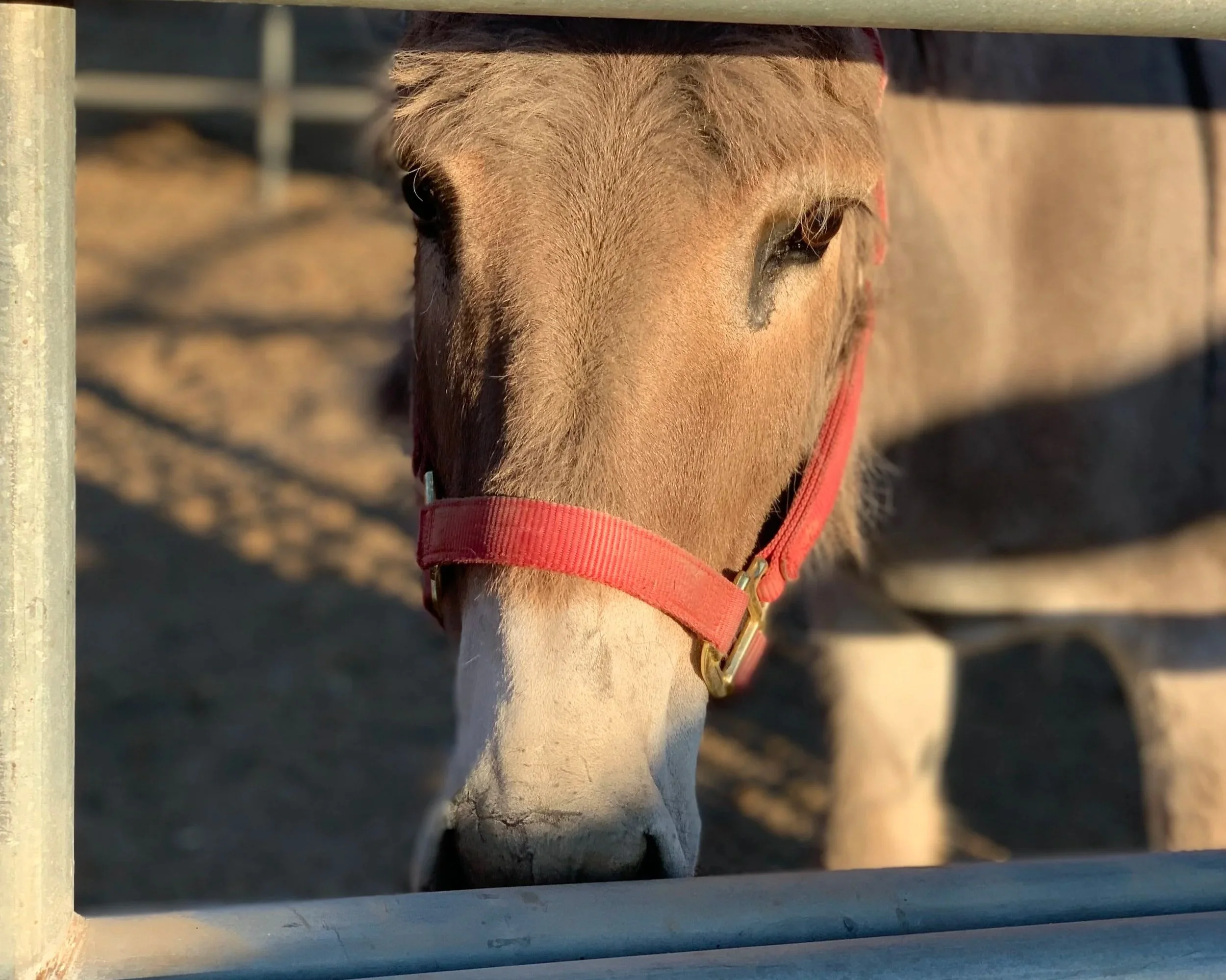 Close-up of a brown and white horse's face, wearing a red halter, seen through a metal fence with a blurry background.